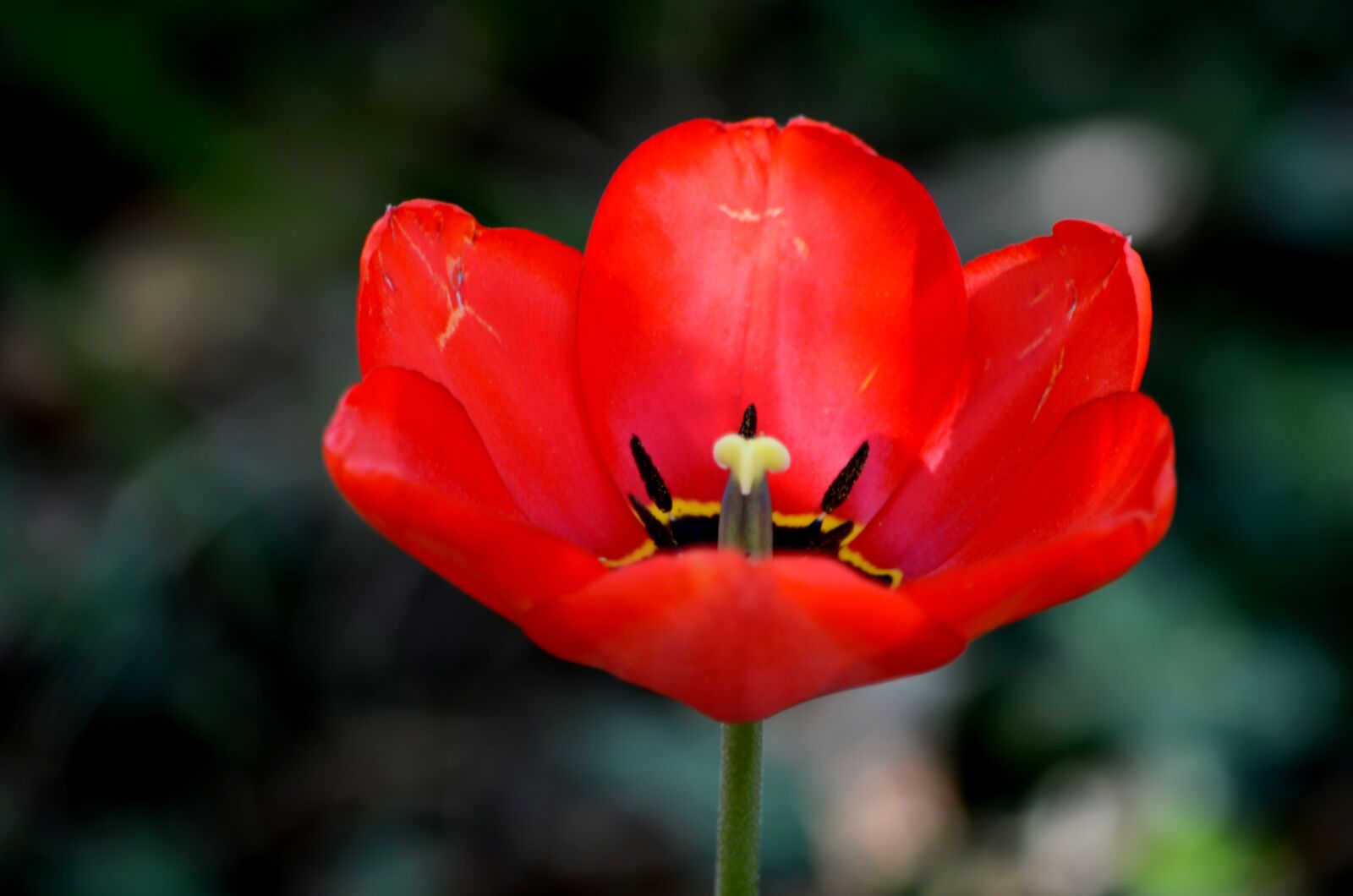 Nikon D5100 sample photo. Flower, nature, flora photography