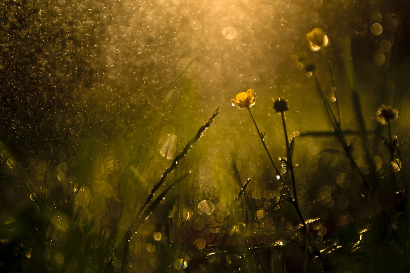 Canon EOS-1D Mark II N sample photo. Flower, wildflower, sunset photography