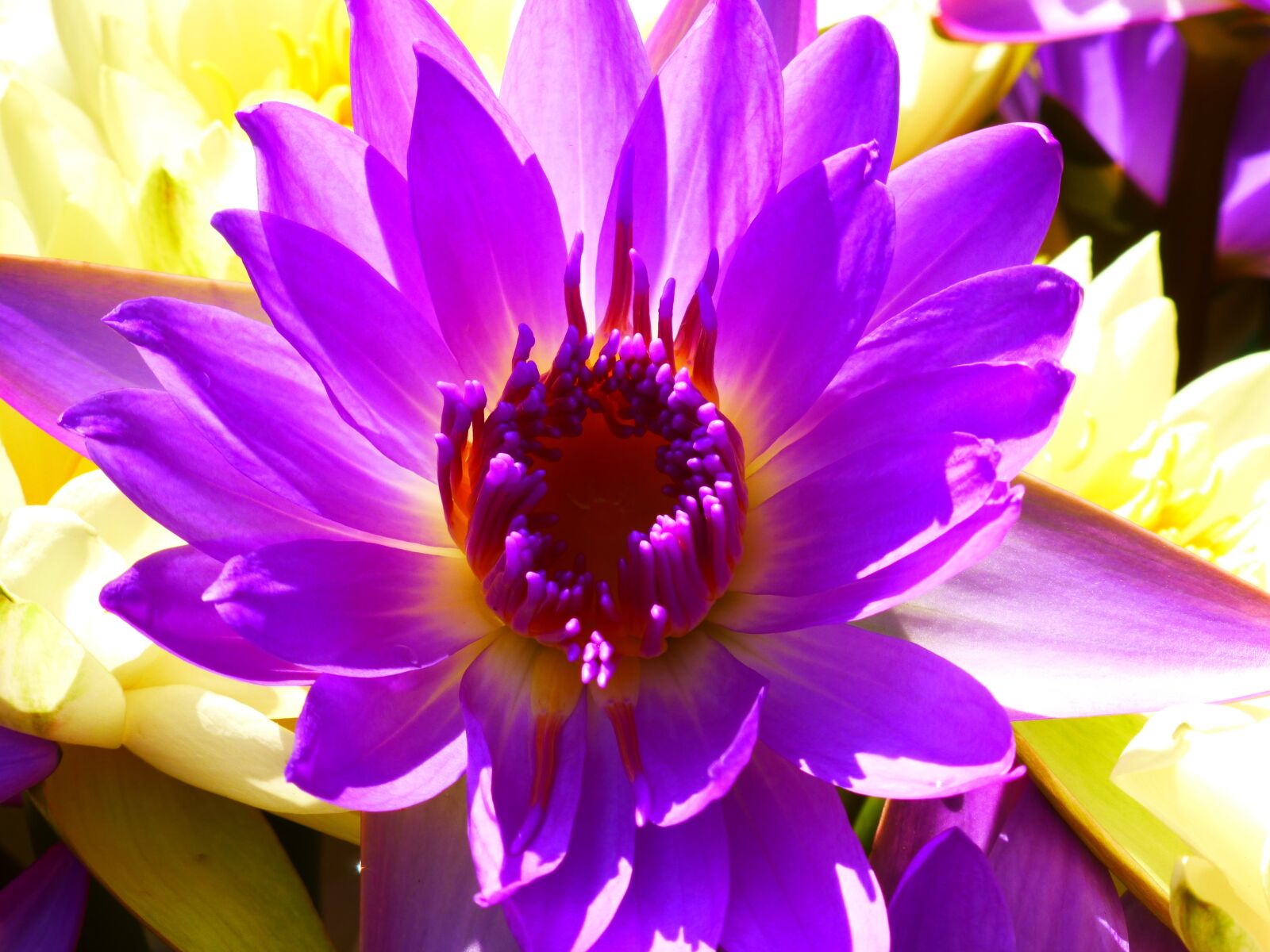 Panasonic DMC-TZ30 sample photo. Flower, beautiful, bloom photography