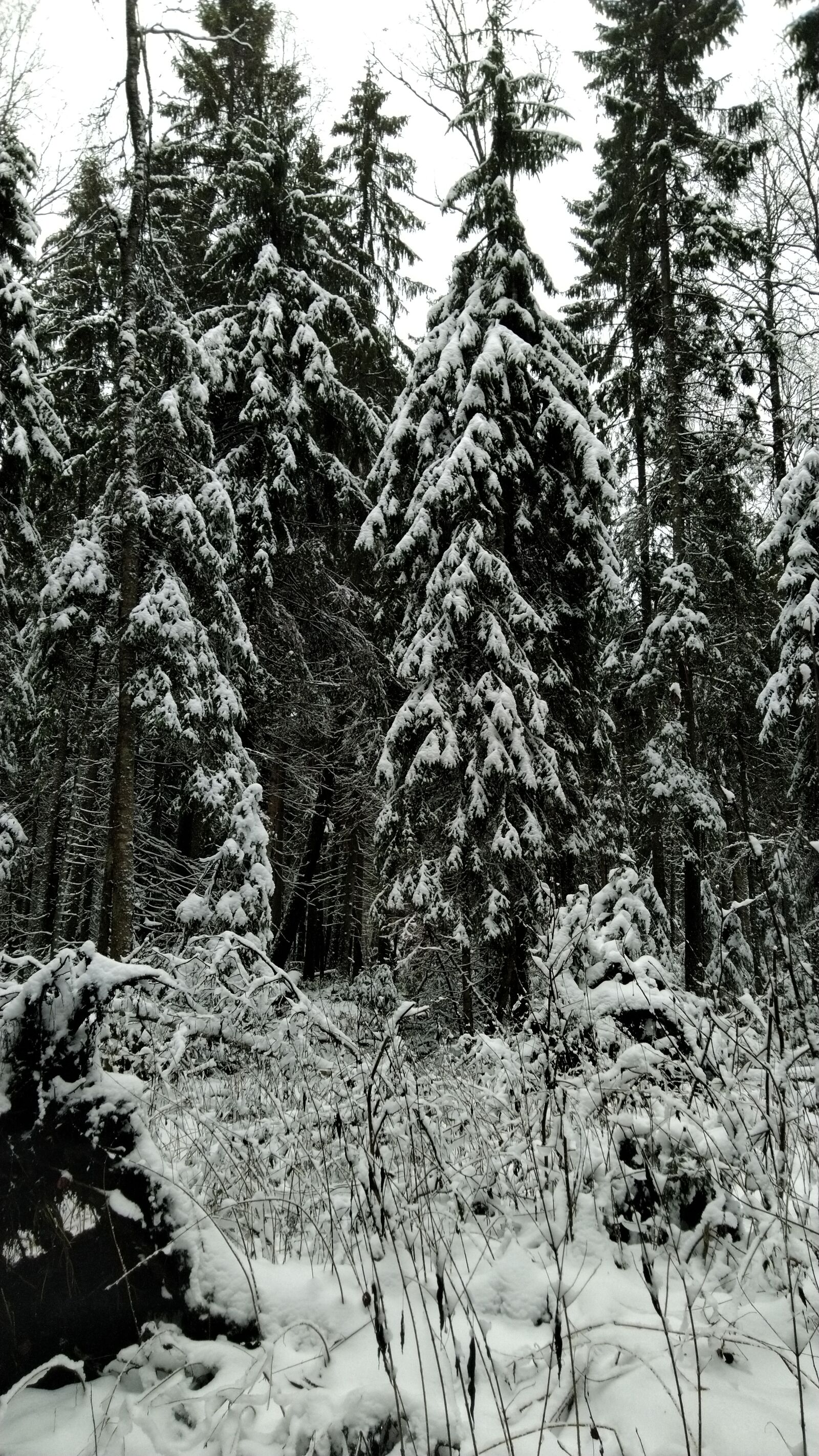 ASUS ZenFone 5 Lite (ZC600KL) sample photo. Forest, nature, landscape photography