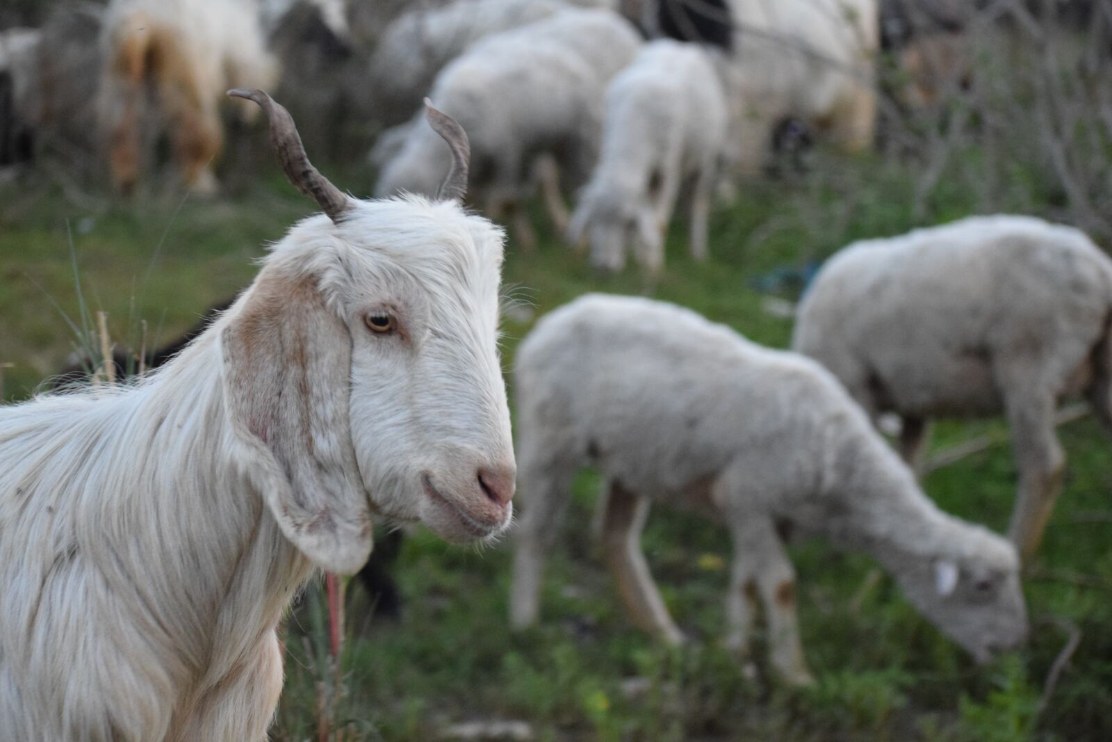 Nikon D3300 sample photo. Goat, livestock, animal photography