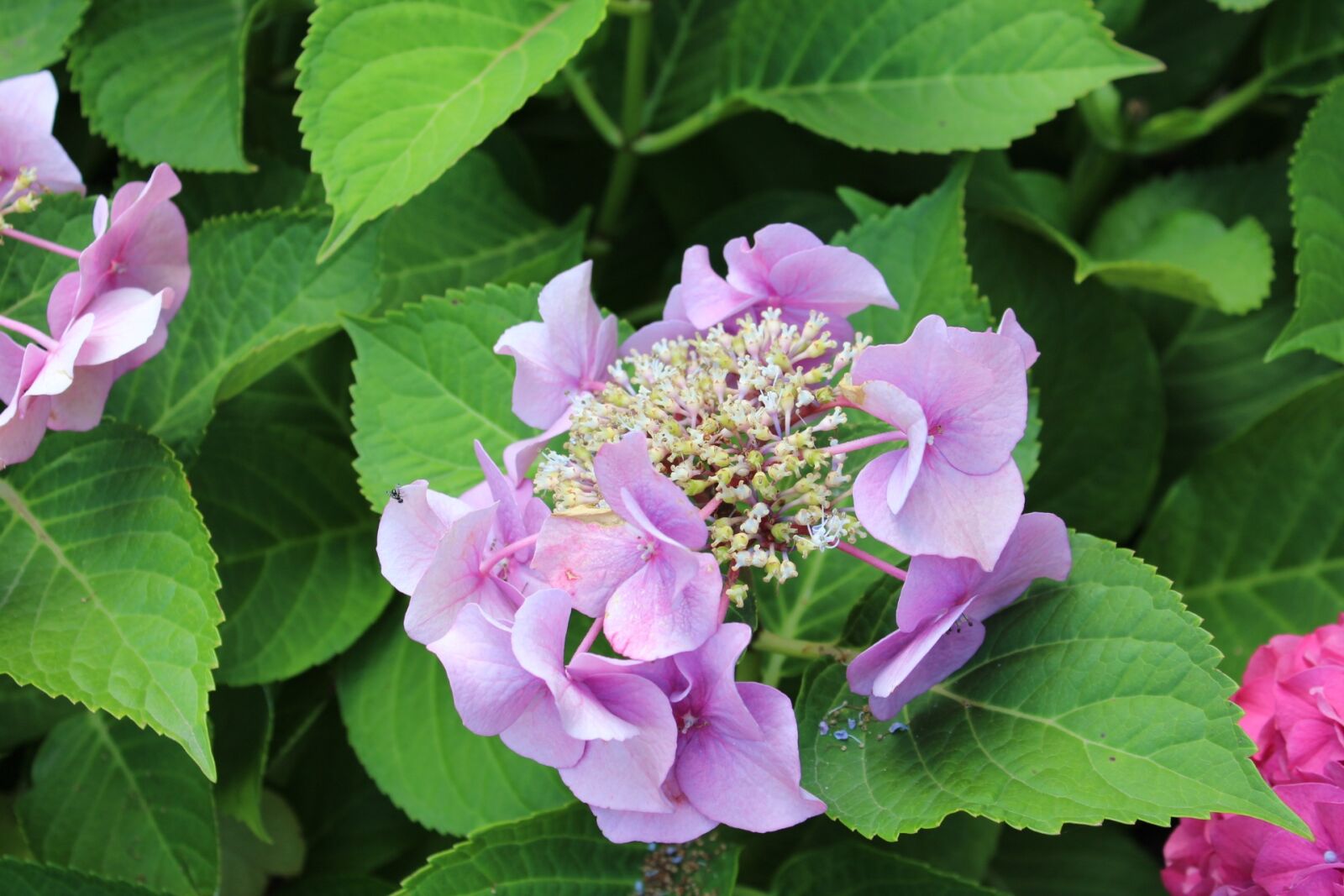 Canon EOS 1300D (EOS Rebel T6 / EOS Kiss X80) sample photo. Flowers, nature, hydrangea photography