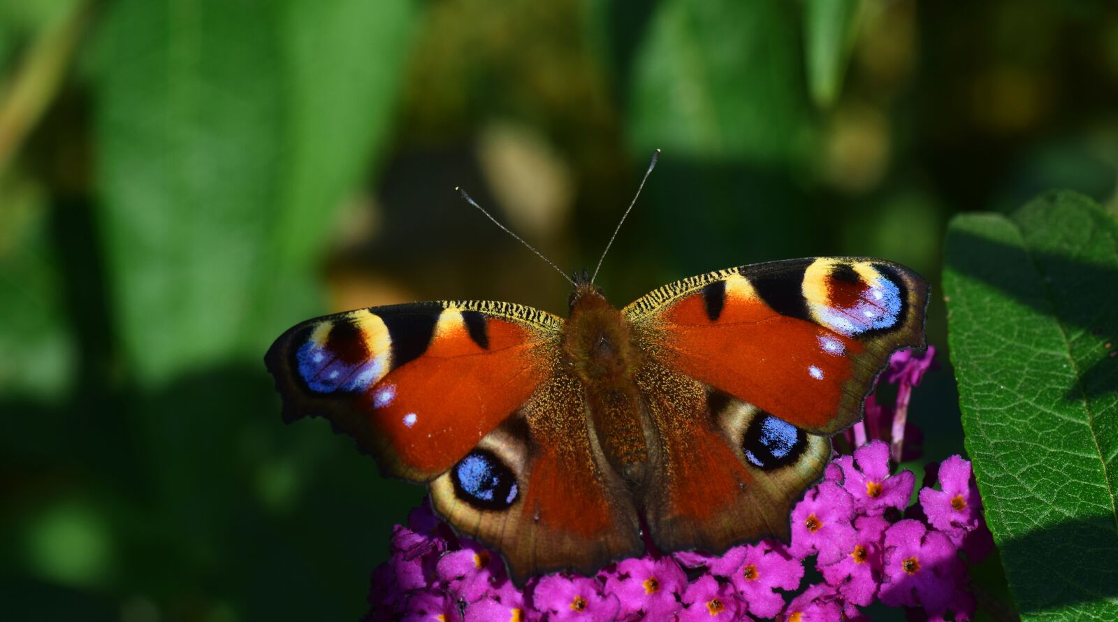 Nikon D3300 sample photo. Peacock, butterfly, insect photography