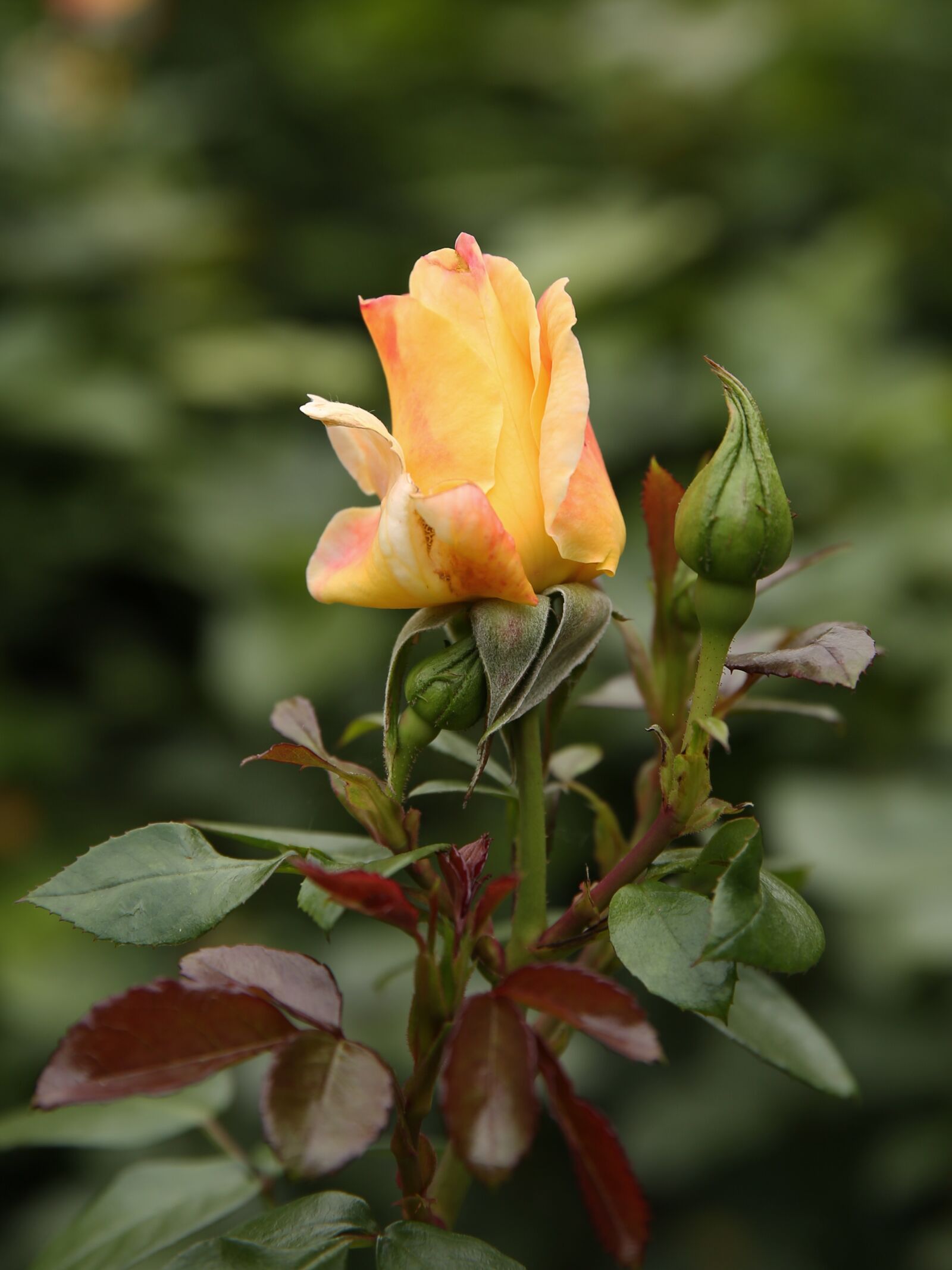 Canon EF 24-70mm F2.8L II USM sample photo. Yellow, rose, summer photography
