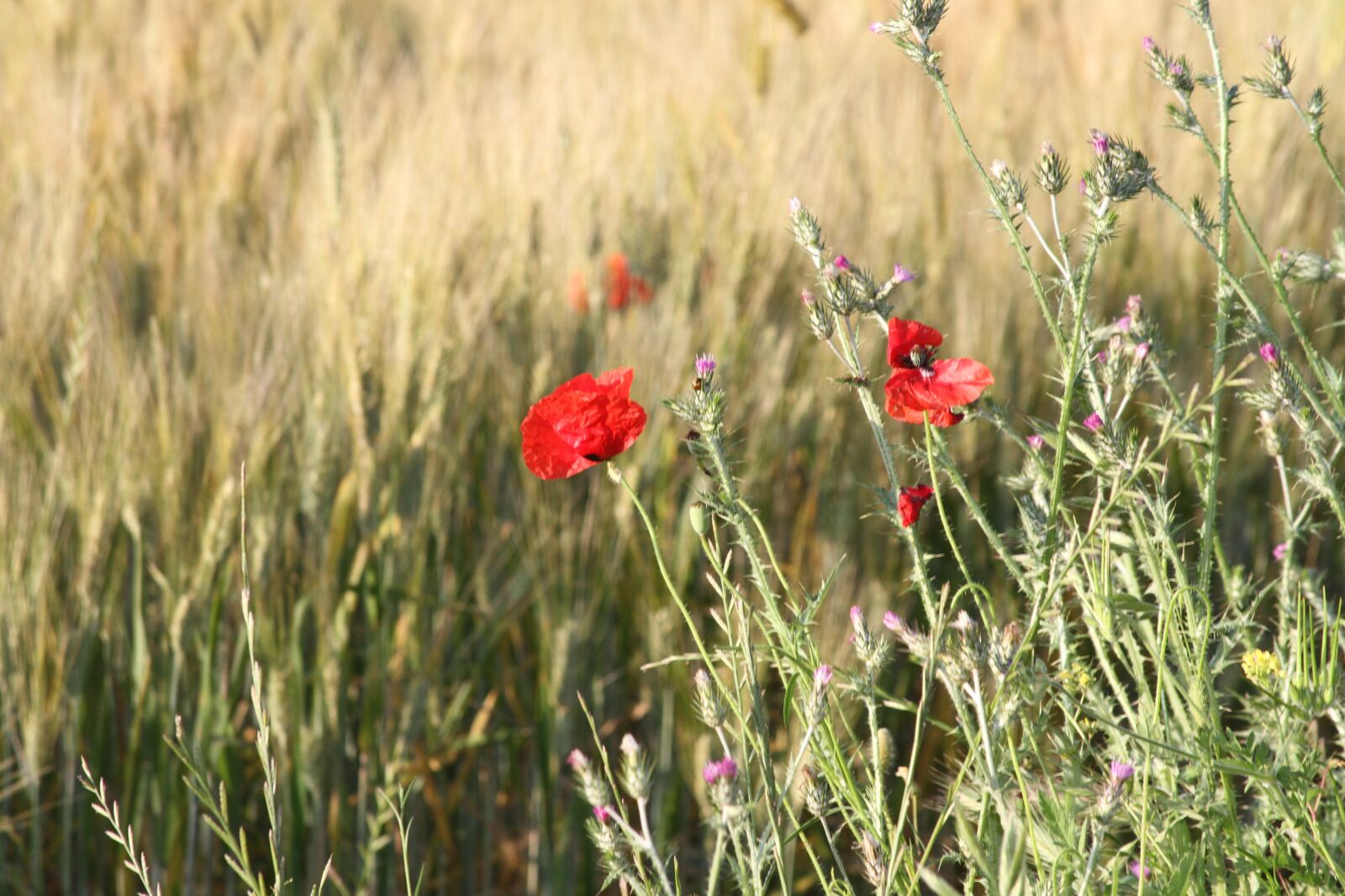 Canon EOS 7D sample photo. Flower, flowers, red photography