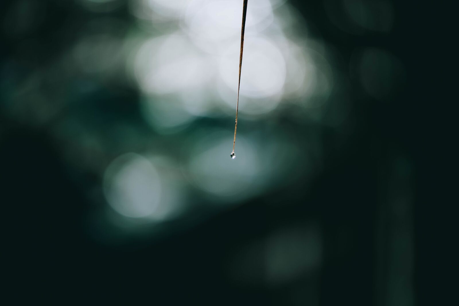 Nikon D750 sample photo. Dew, drop, stick photography