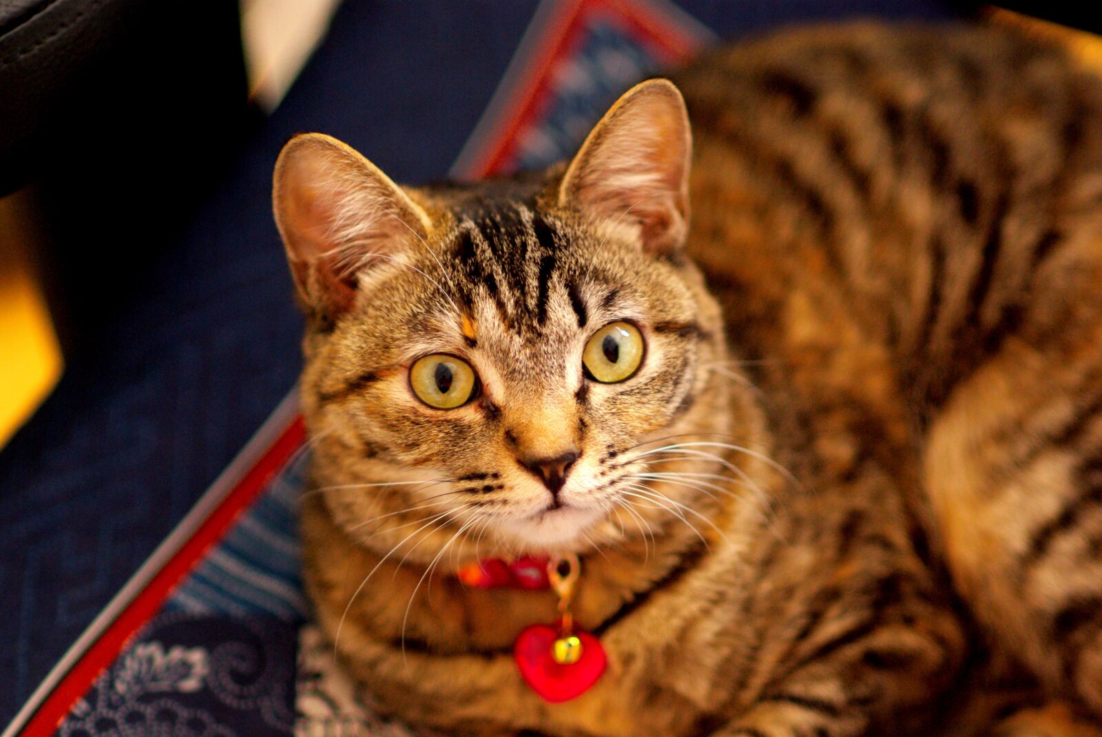Pentax K10D sample photo. Cat, animal, pet photography
