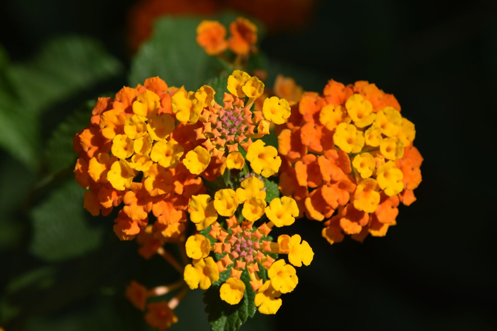 Nikon D3500 sample photo. Flowers, lantana, camara photography