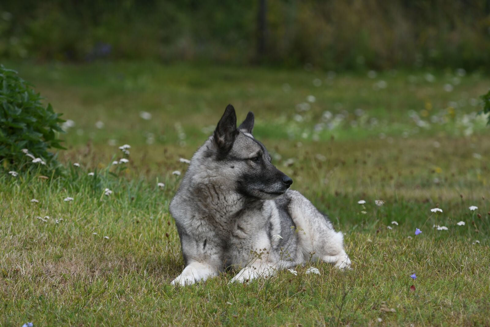 Nikon D7500 sample photo. Lawn, mammal, animals photography