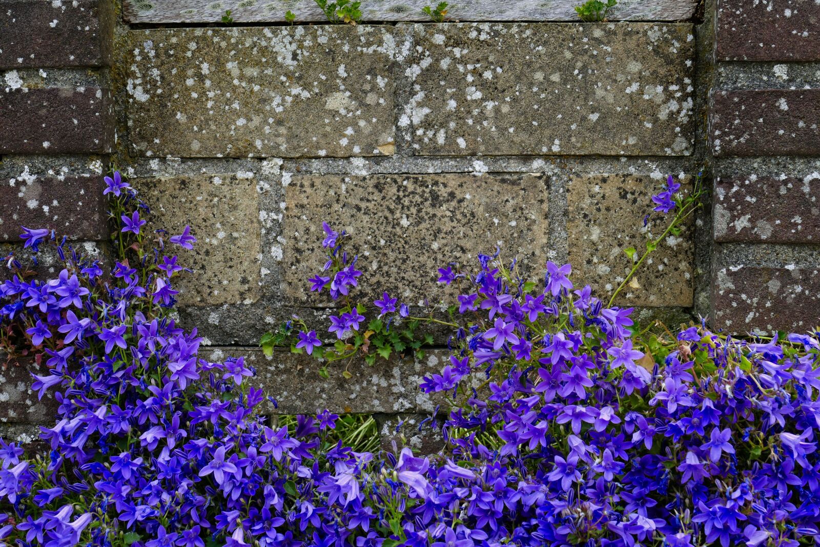 Panasonic Lumix DMC-FZ1000 sample photo. Wallflowers, wall, flowers photography