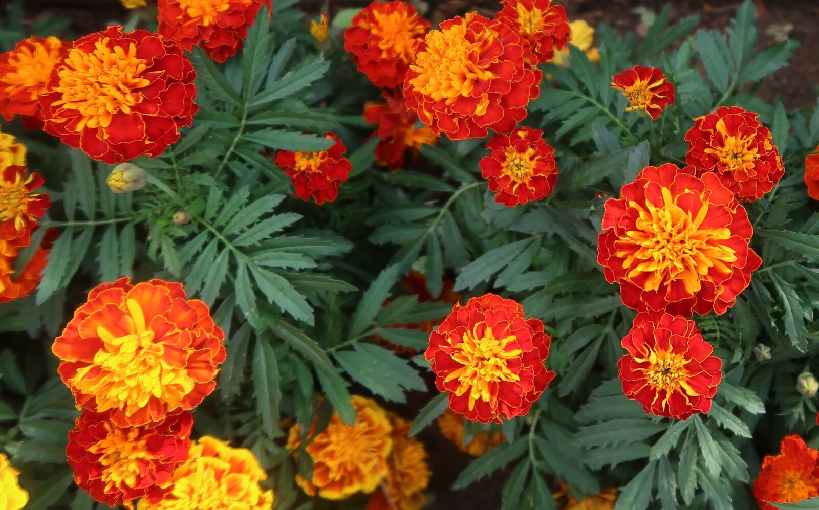 Canon PowerShot G7 X Mark II sample photo. French marigold, marigold red photography
