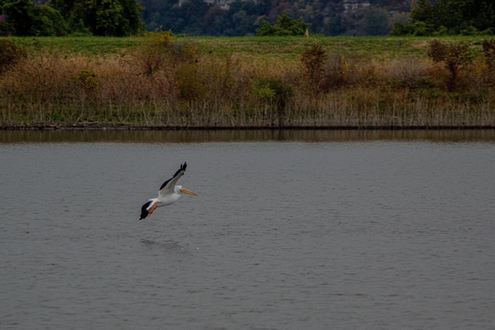 Sony SLT-A77 sample photo. Bird, birdwatching, fling photography