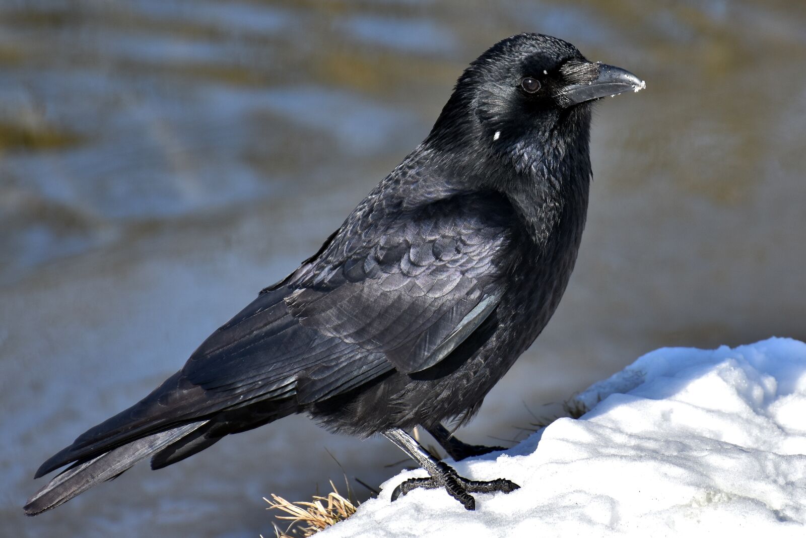 Nikon D7200 sample photo. Common raven, raven, crow photography