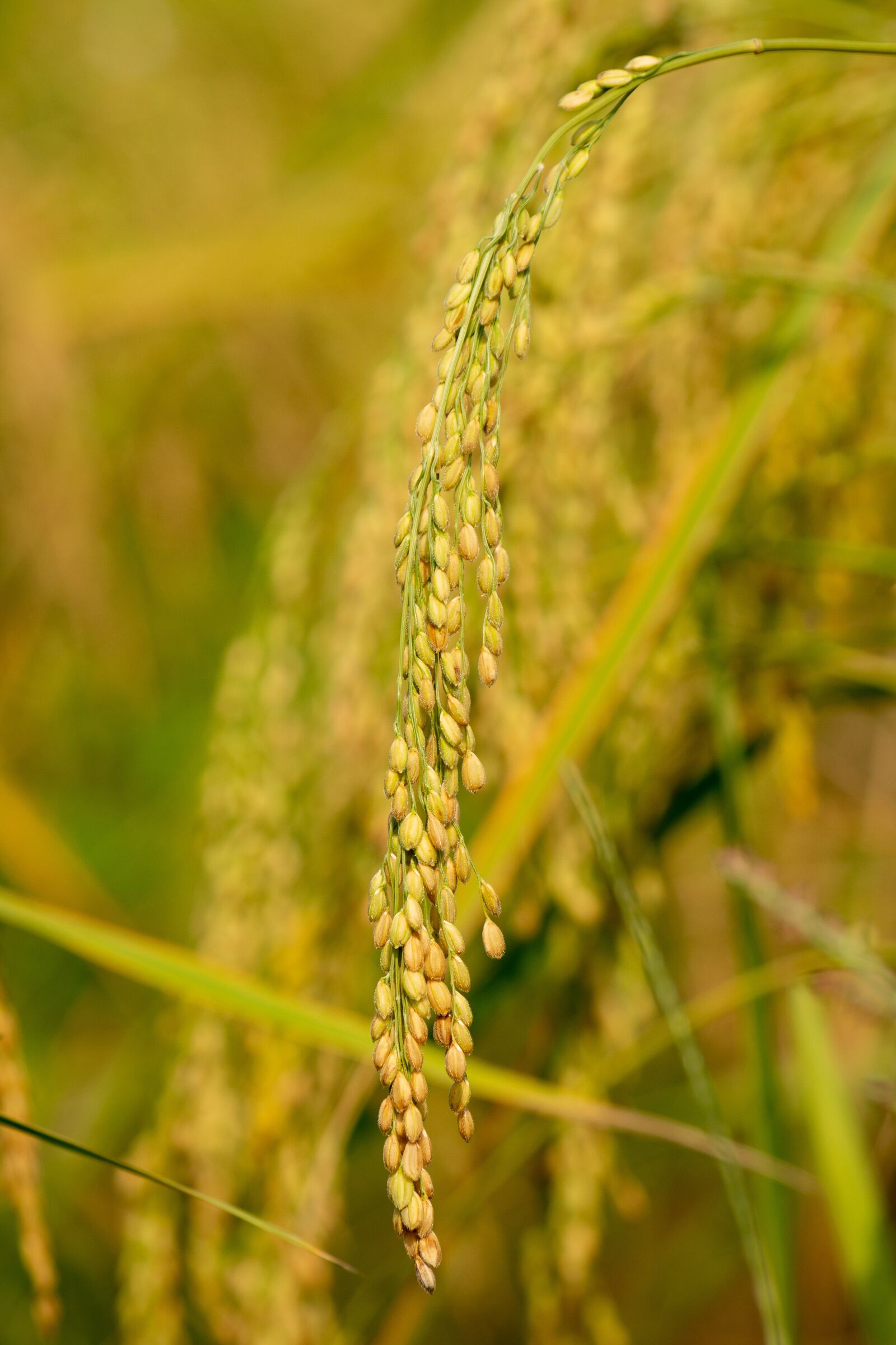 Nikon D7100 sample photo. Rice, yellow, nature photography