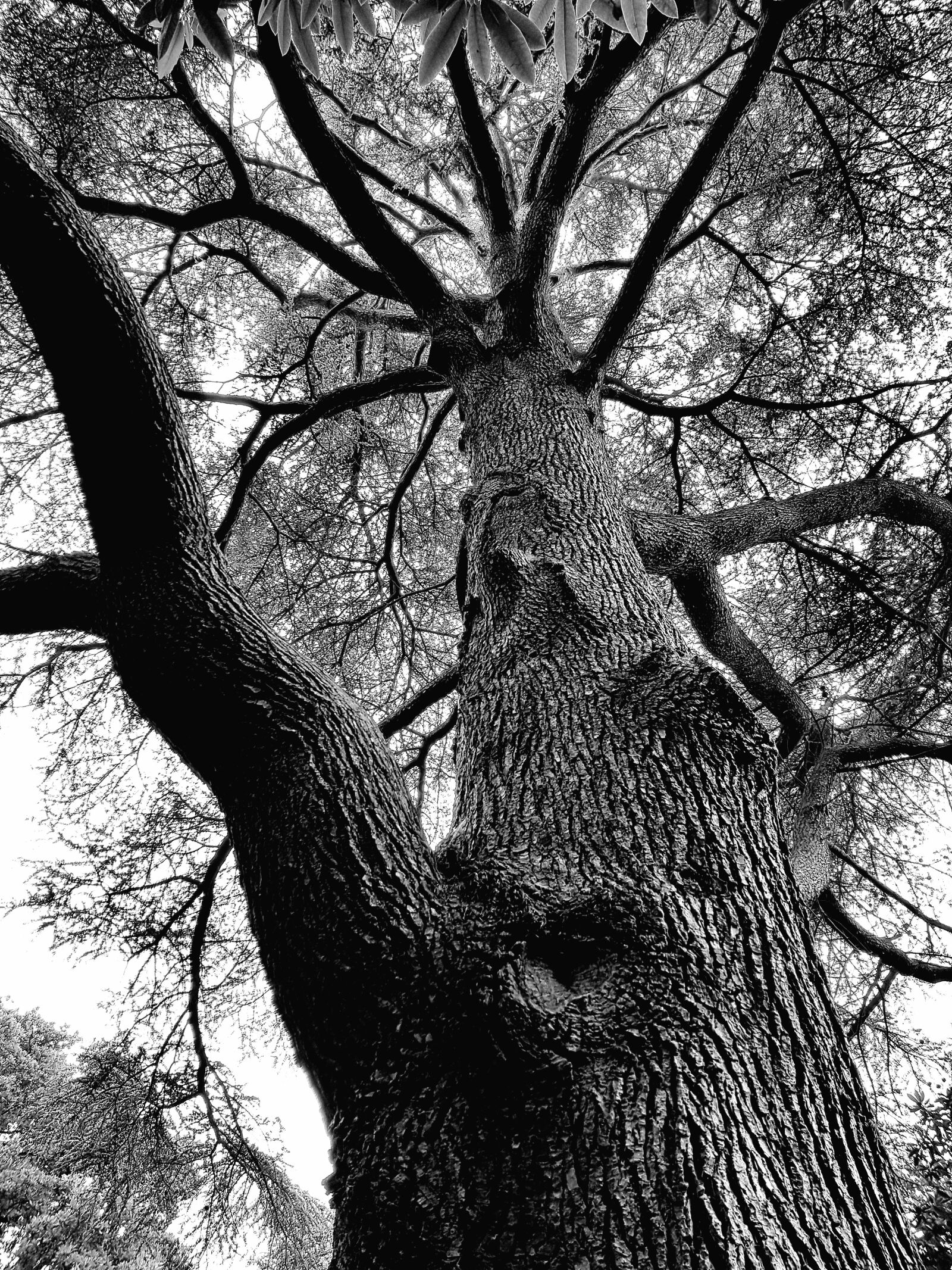Samsung Galaxy S7 sample photo. Tree, crown, log photography