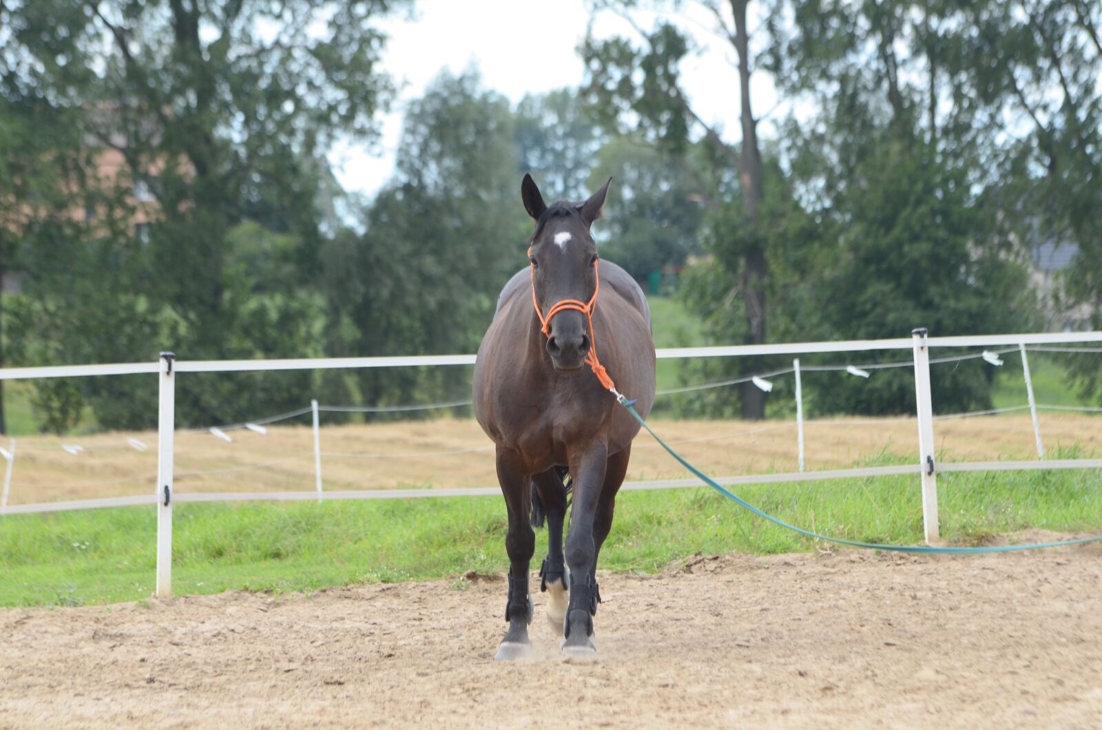 Nikon D7000 sample photo. The horse, mare, horse photography