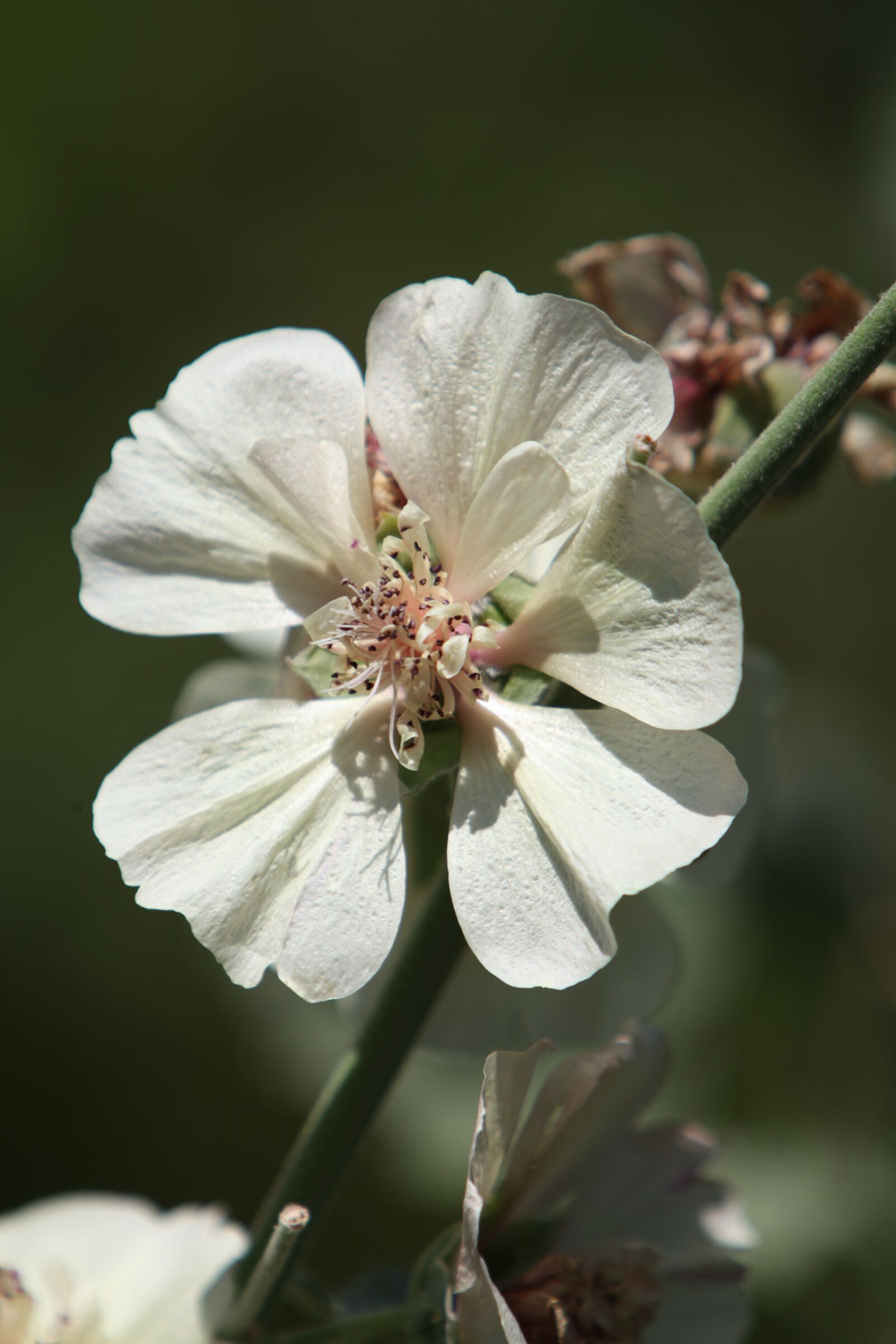 Canon EOS 5D Mark II sample photo. Flower, rod, petal photography