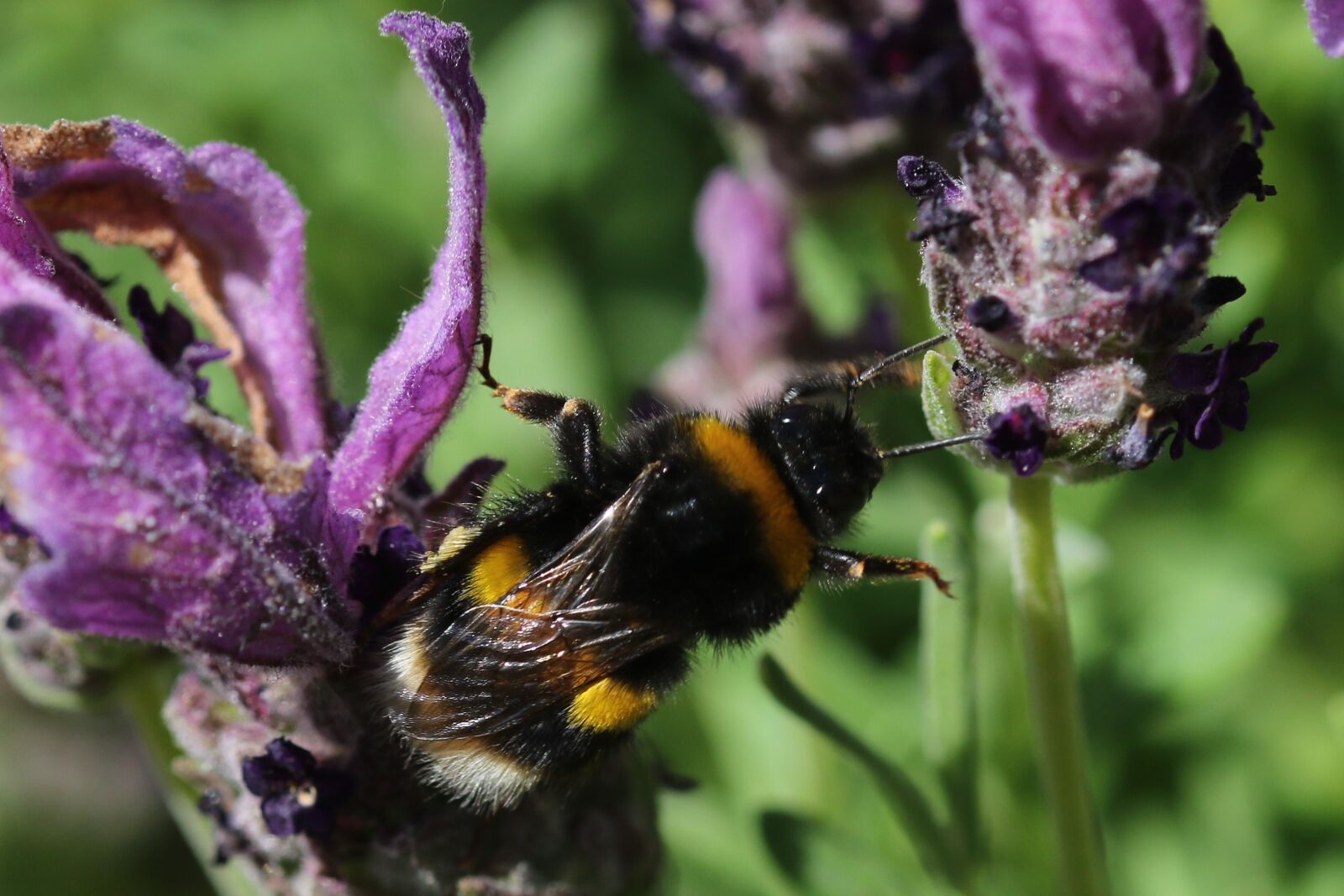 Canon EOS 7D Mark II sample photo. Bee, animals, insect photography