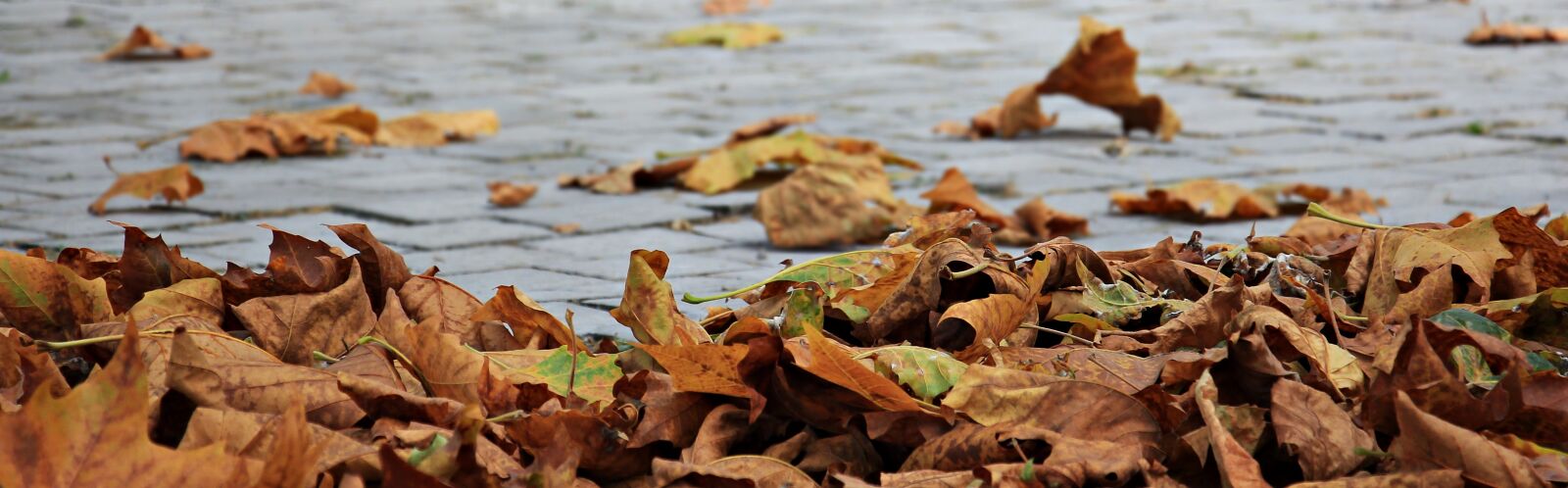 Canon EOS 550D (EOS Rebel T2i / EOS Kiss X4) sample photo. Autumn, leaves, golden autumn photography