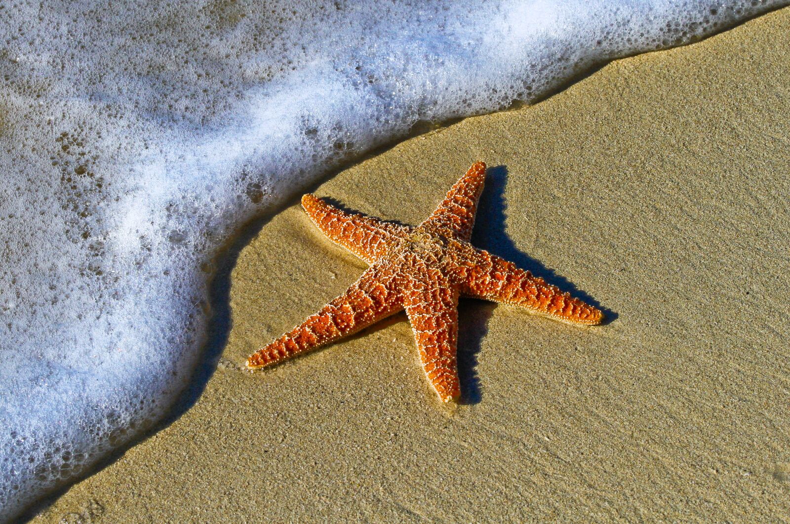 Canon EOS 7D sample photo. Animal, starfish, beach photography