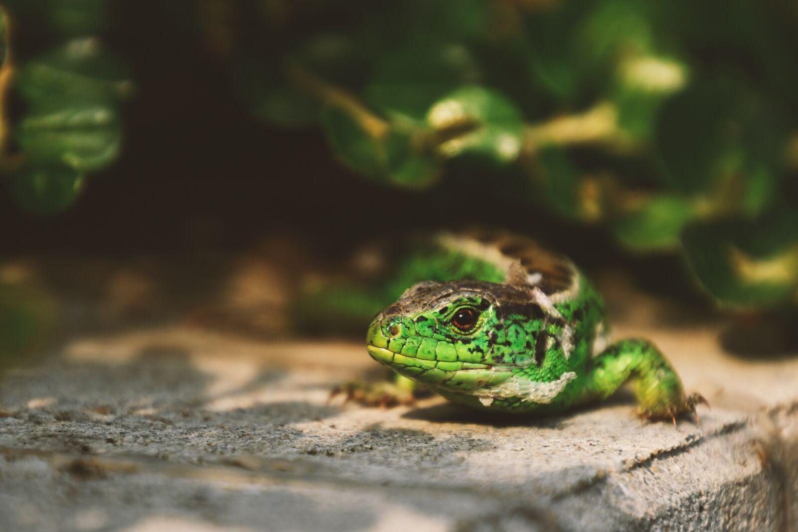 Nikon D7500 sample photo. Lizard, green lizard, shedding photography