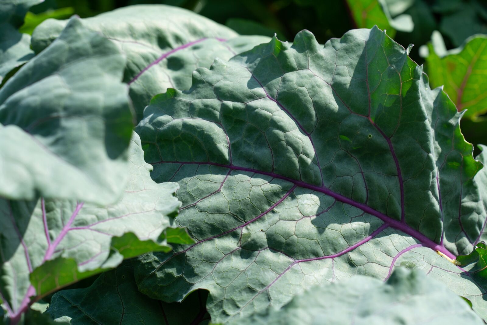 Nikon D7100 sample photo. Kohlrabi leaves, leaves, green photography