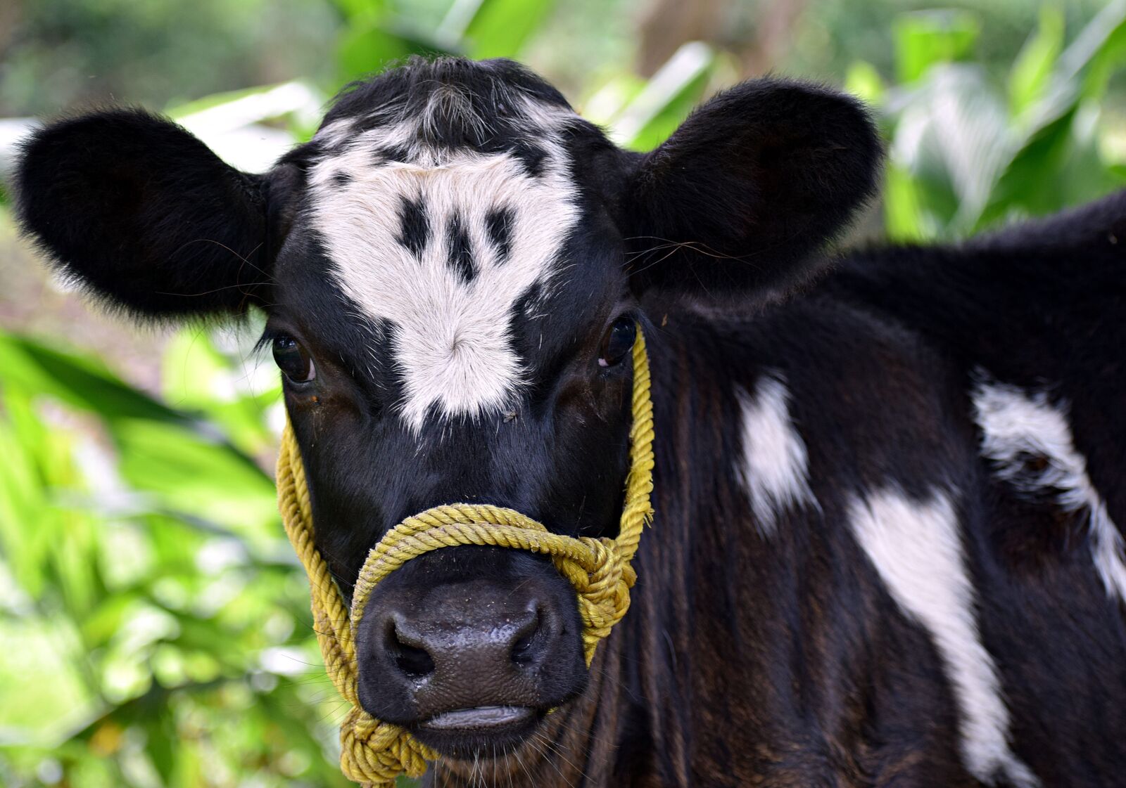 Nikon D3300 sample photo. Cow, calf, animal photography