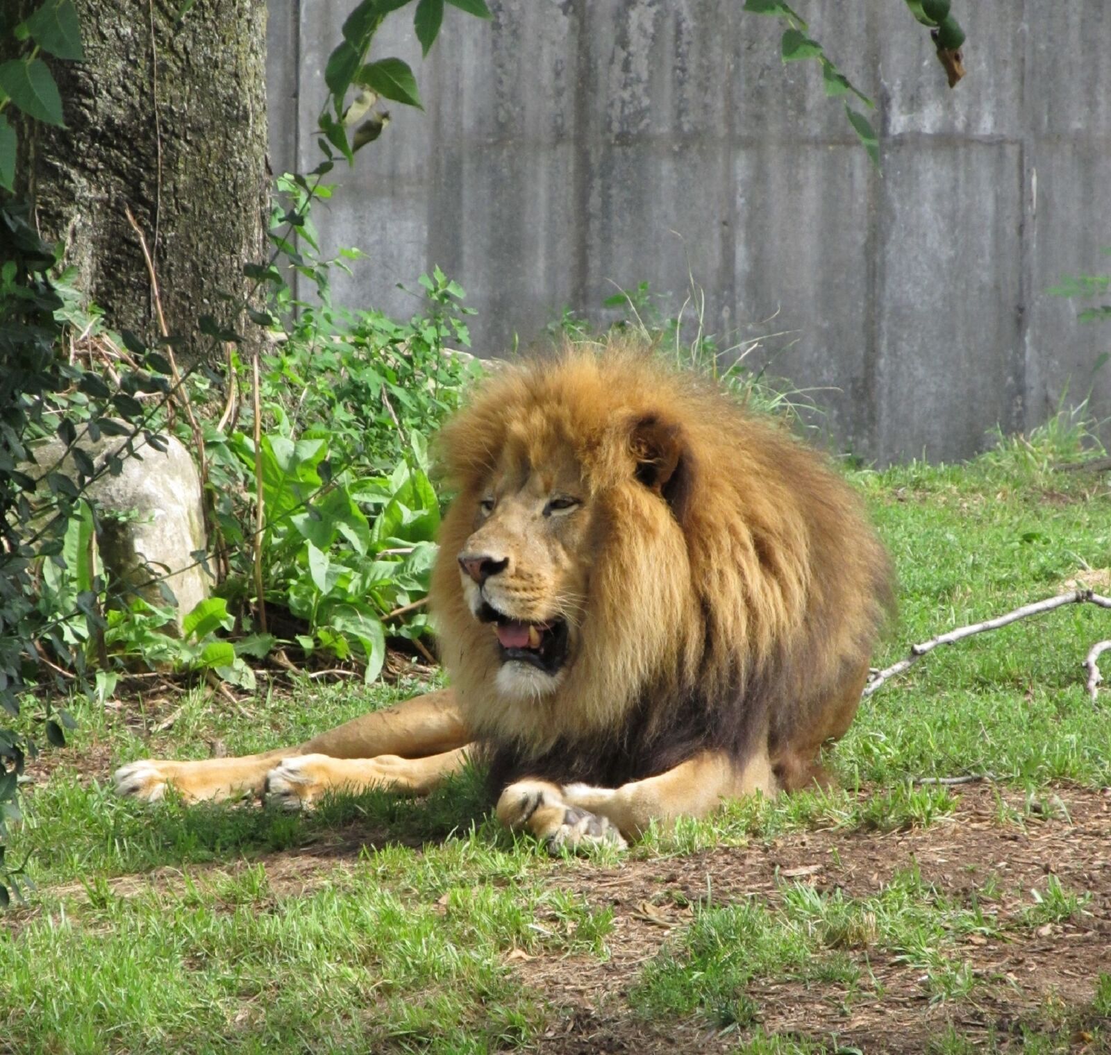 Canon PowerShot SX130 IS sample photo. Lion, feline, big cat photography