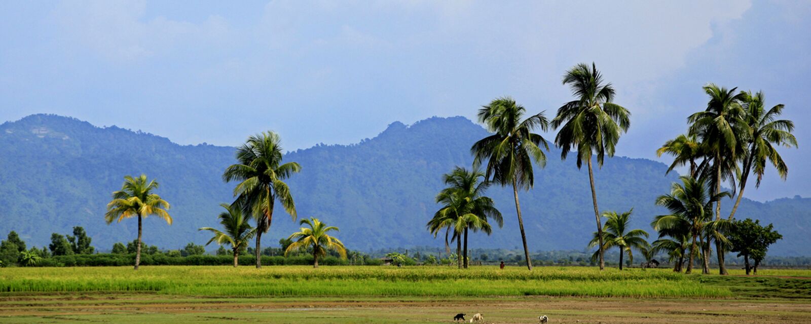 Canon EOS 5D Mark II sample photo. Bangladesh, landscape, nature photography
