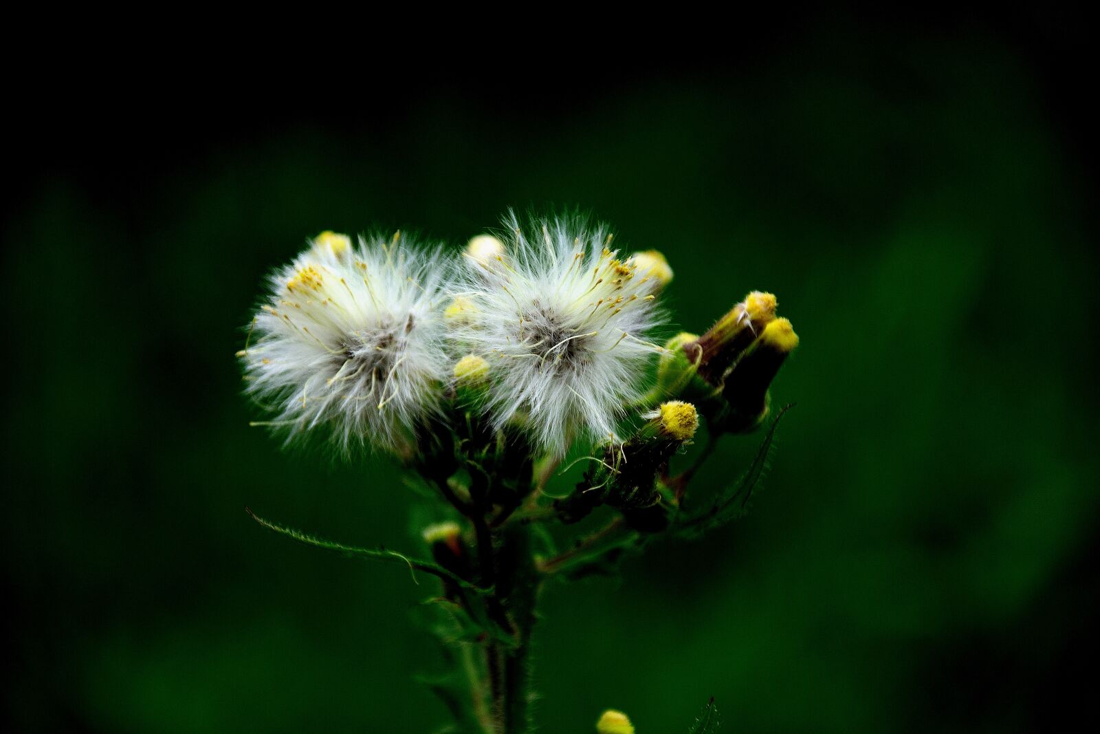 Nikon D7100 sample photo. Dandelion, seeds, nature photography