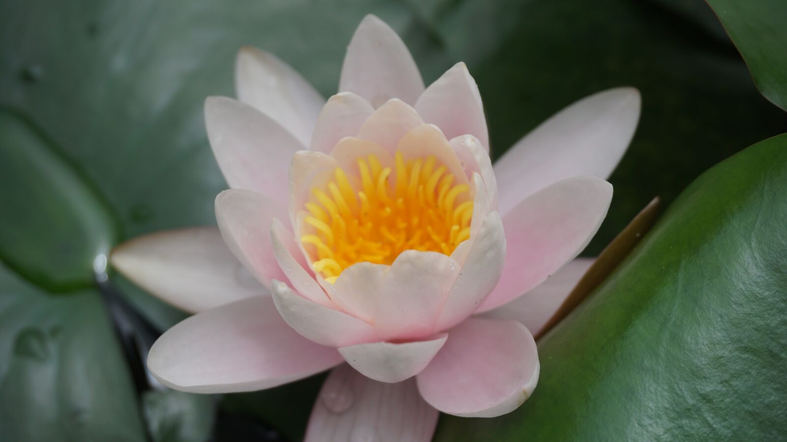 Sony a6000 sample photo. Flower, lotus, pink lotus photography