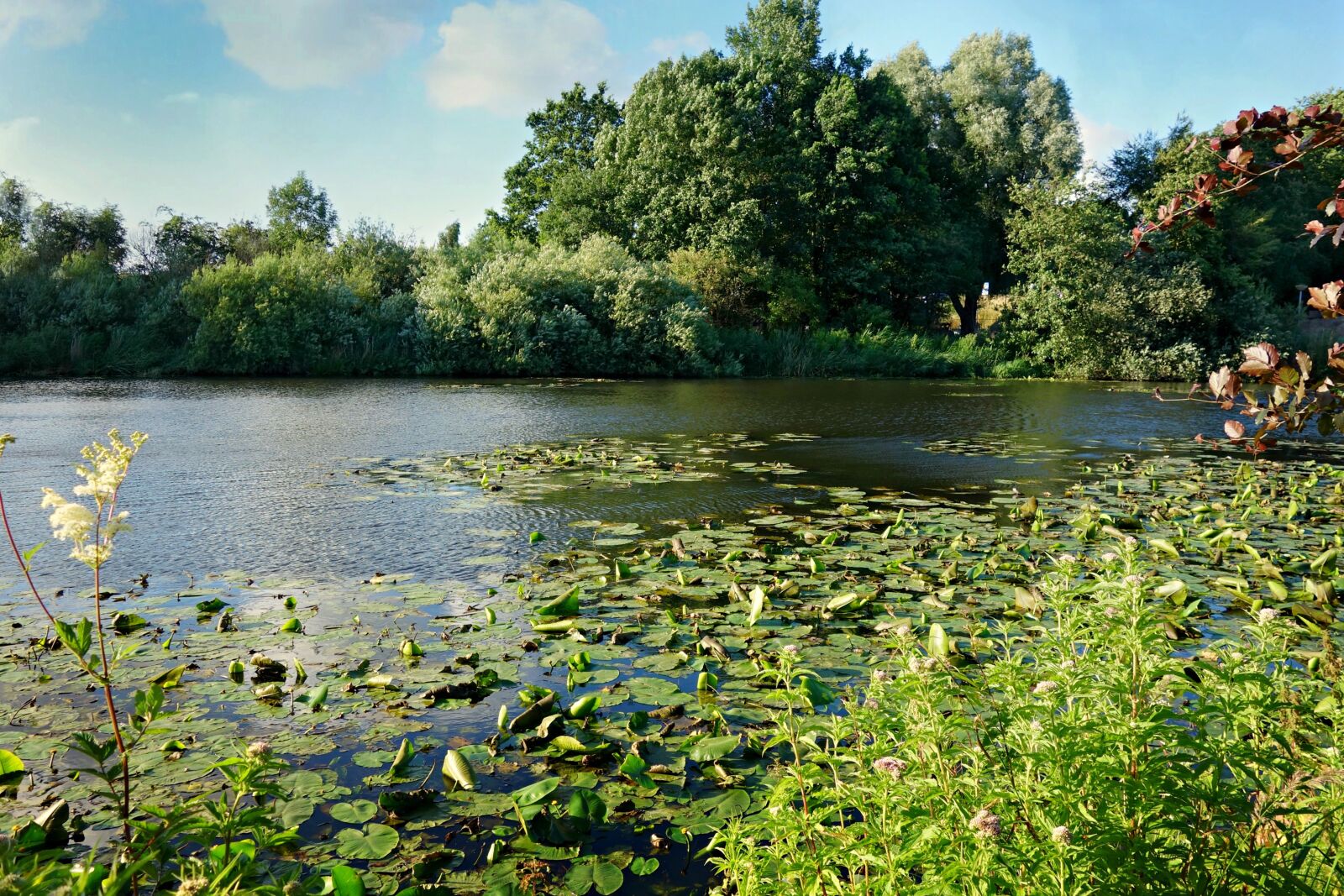 Sony Cyber-shot DSC-RX100 sample photo. Pond, waterlilies, park photography