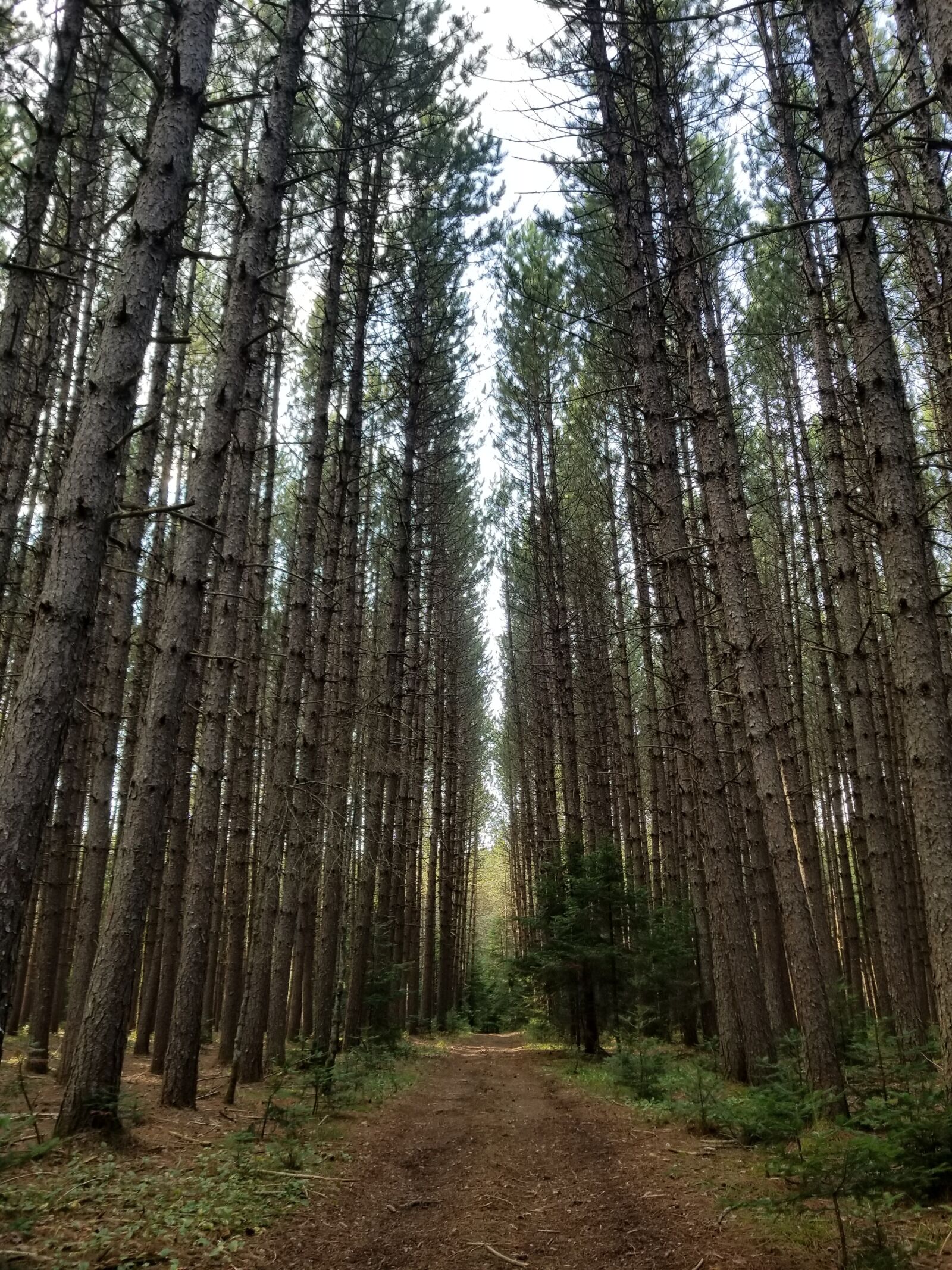 Samsung Galaxy S8 sample photo. Pine, trees, forest photography