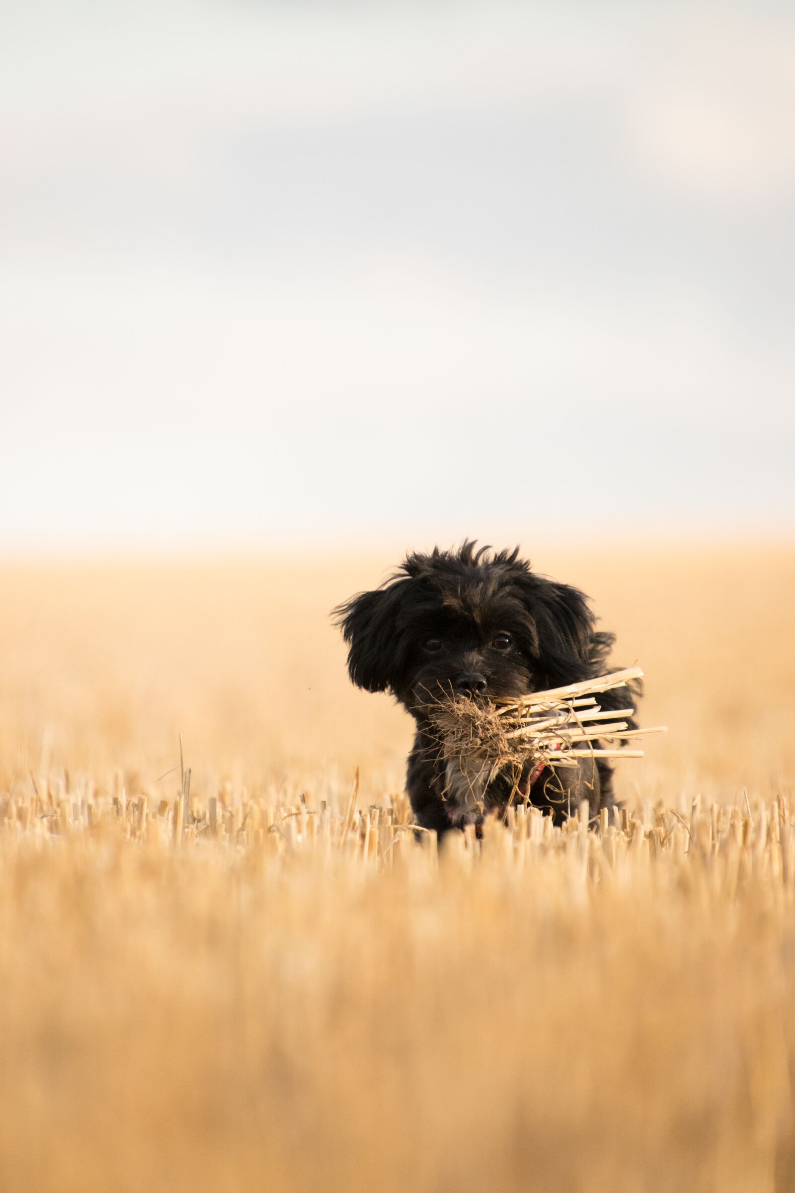 Nikon D3300 sample photo. Dog, field, stubble photography