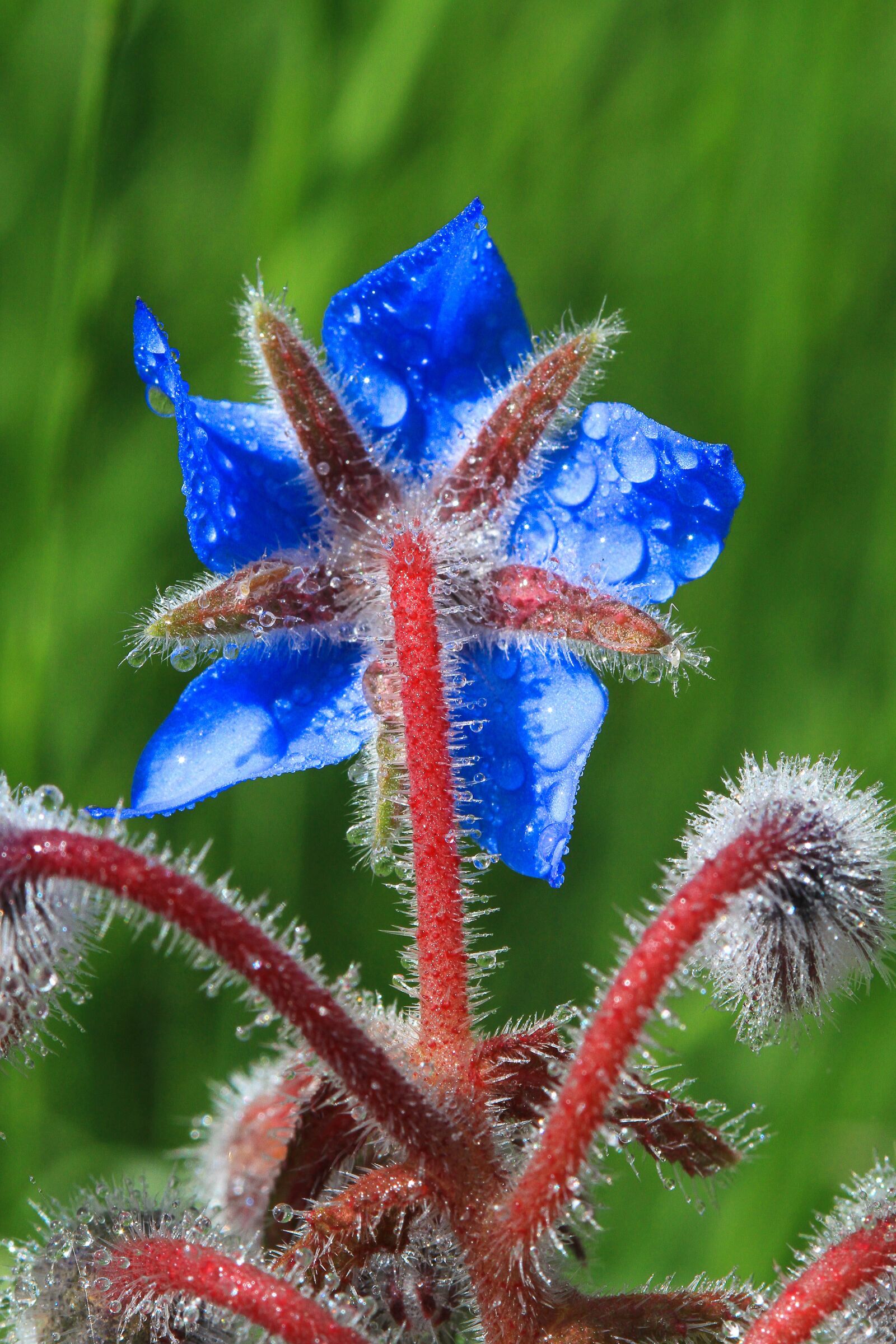 Canon EOS 7D sample photo. Borage, flowers, field photography