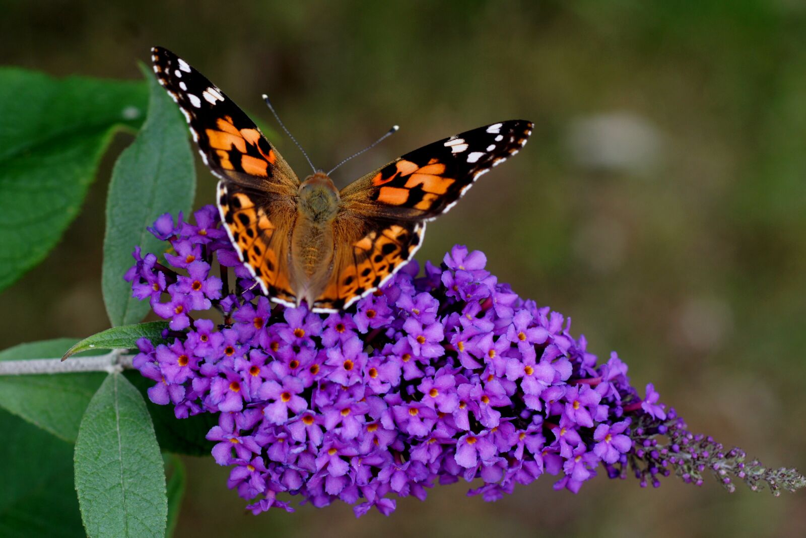 Sony Alpha DSLR-A550 sample photo. Vanessa cardui, butterfly, buddleja photography