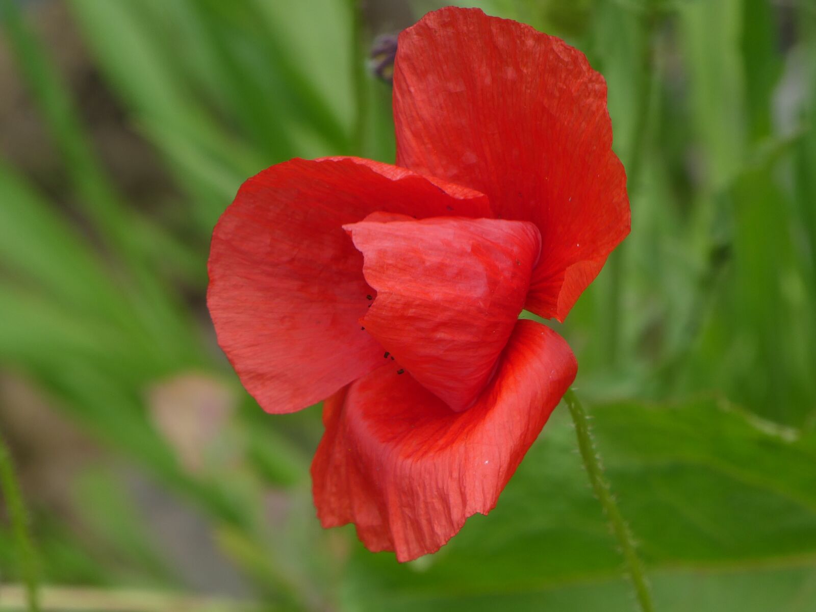 Panasonic DMC-TZ81 sample photo. Red, green, poppy photography