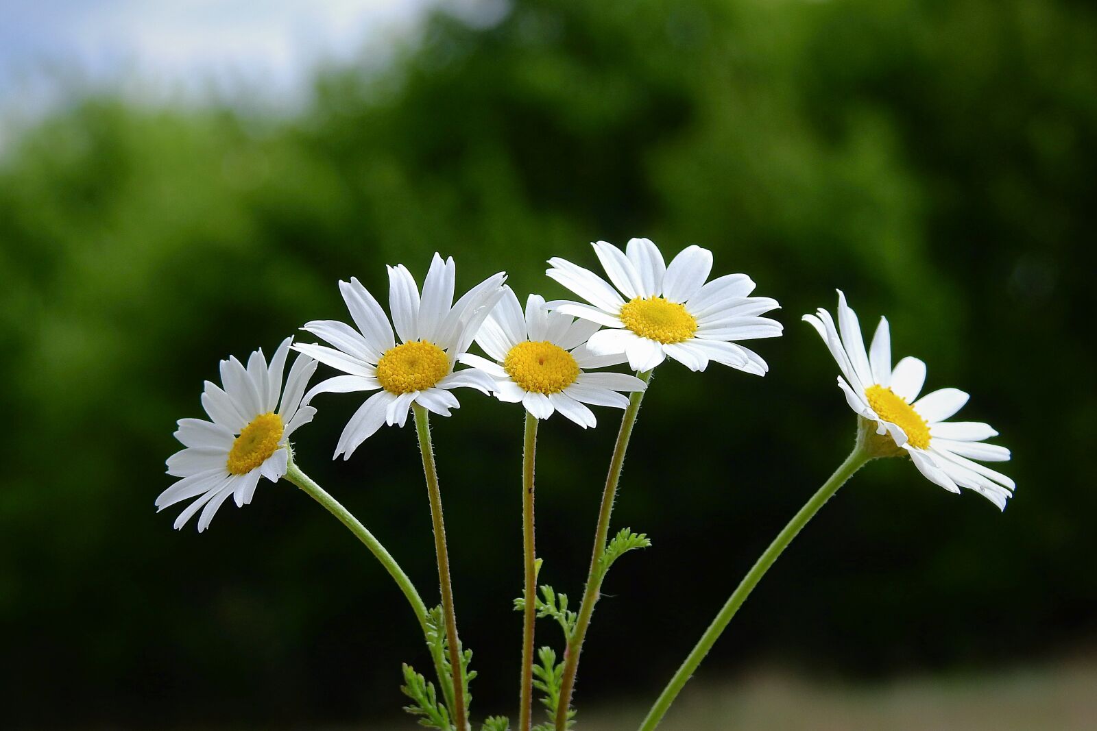 Nikon Coolpix P900 sample photo. Flowers, daisies, meadow photography
