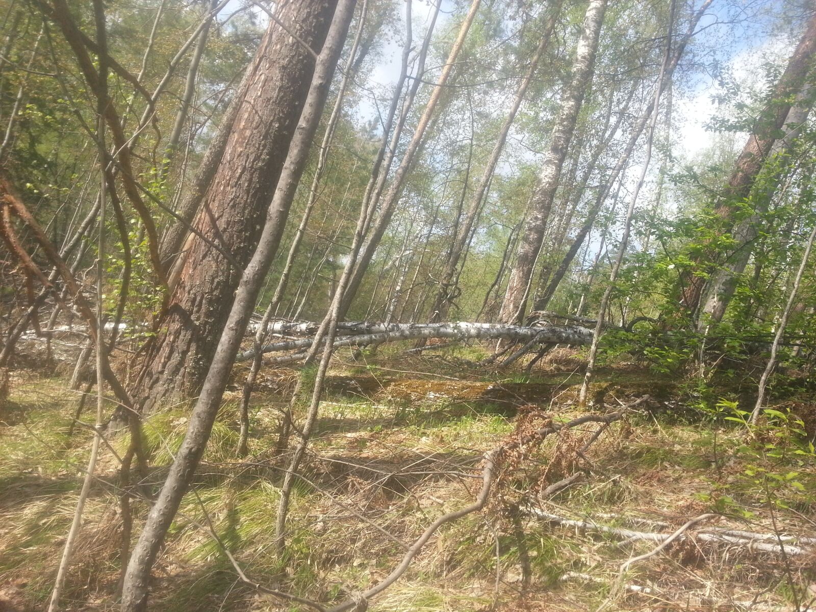 Samsung Galaxy Note2 sample photo. Trees, ok, like photography