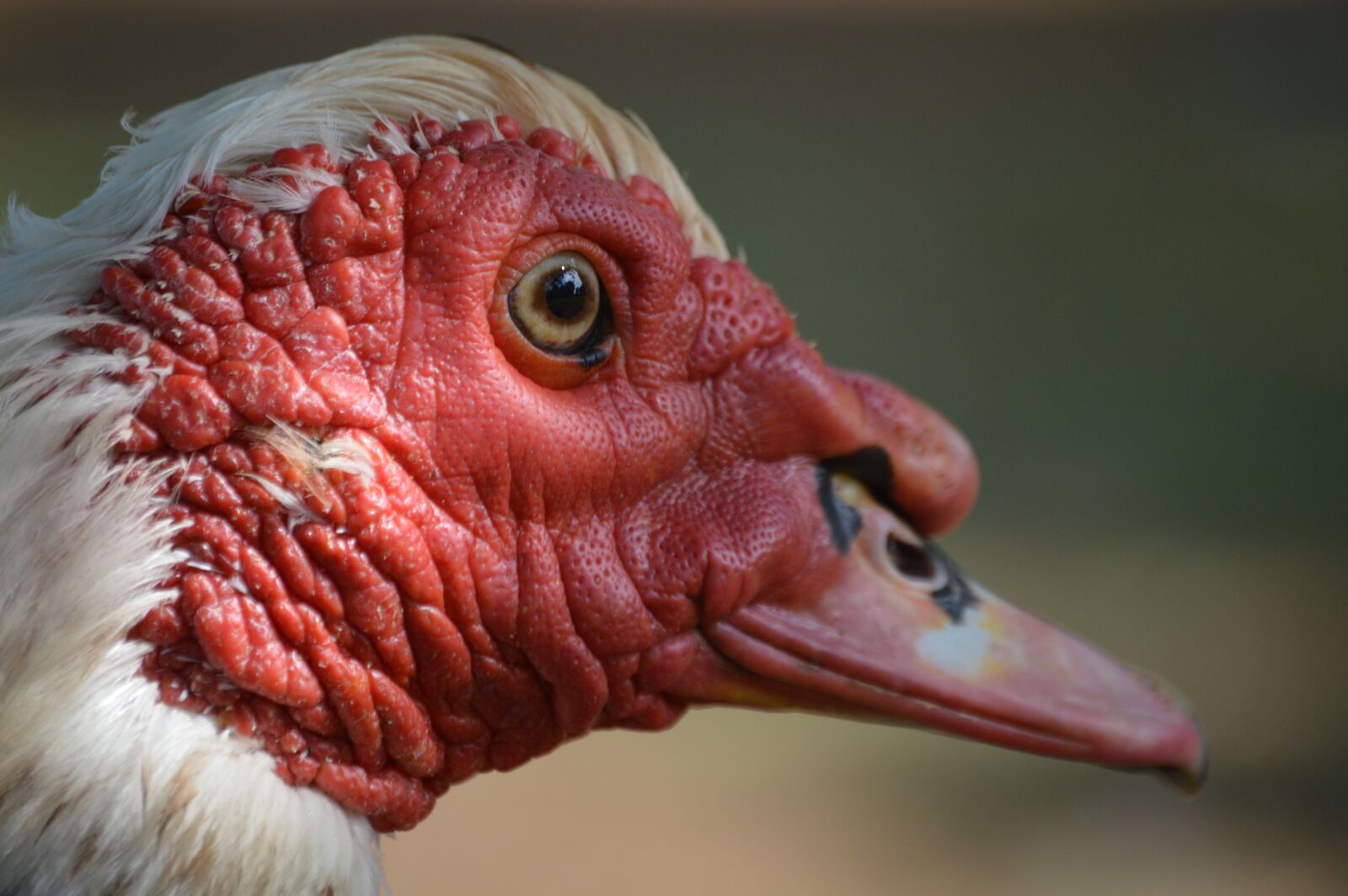 Nikon D3200 sample photo. Muscovy, duck, bird photography