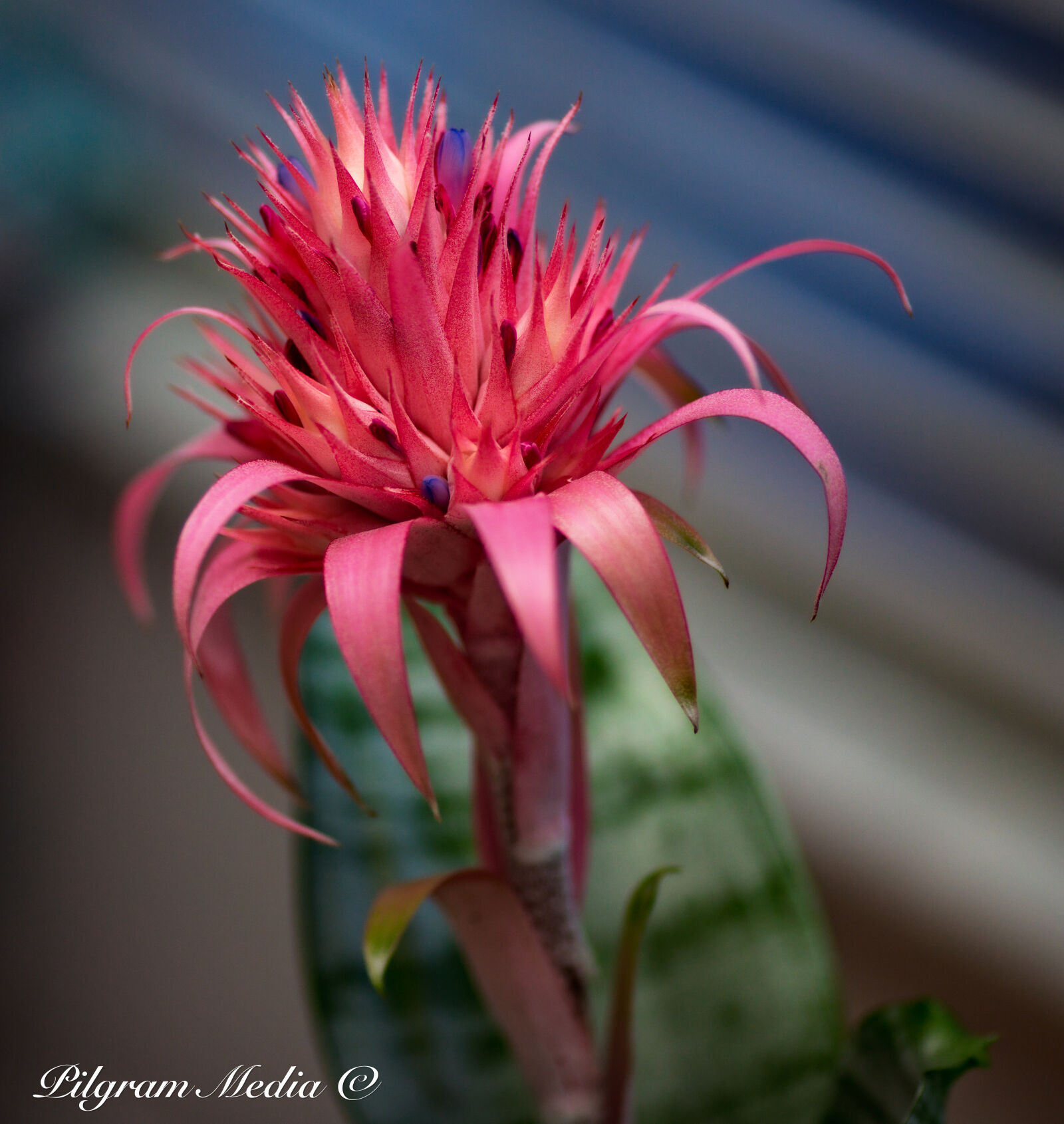 Canon EOS-1D X sample photo. Rare flower from florida photography
