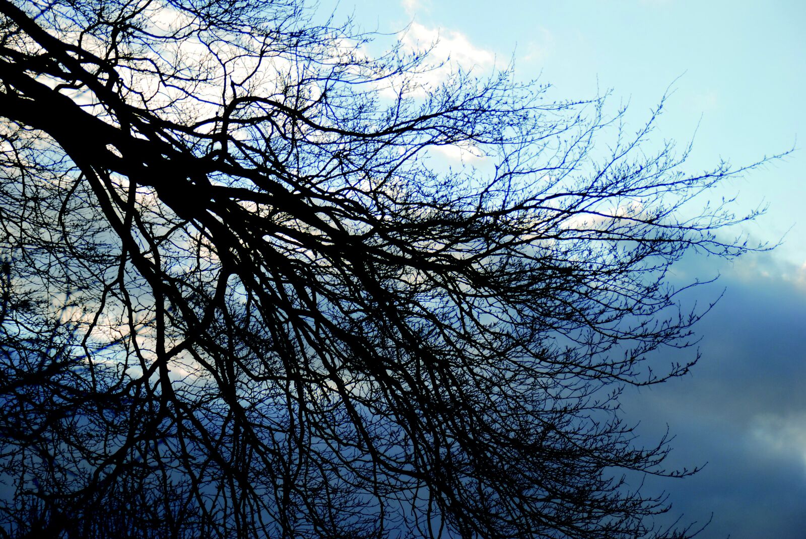Nikon D80 sample photo. Tree, clouds, sky photography