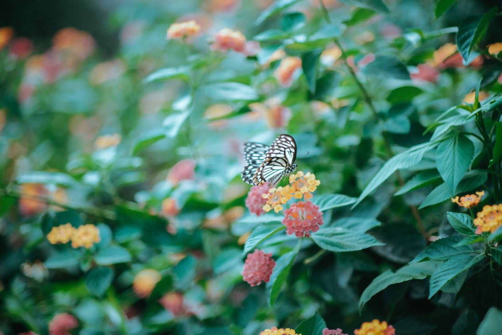 Fujifilm X-T30 sample photo. Butterfly, flower, nature photography