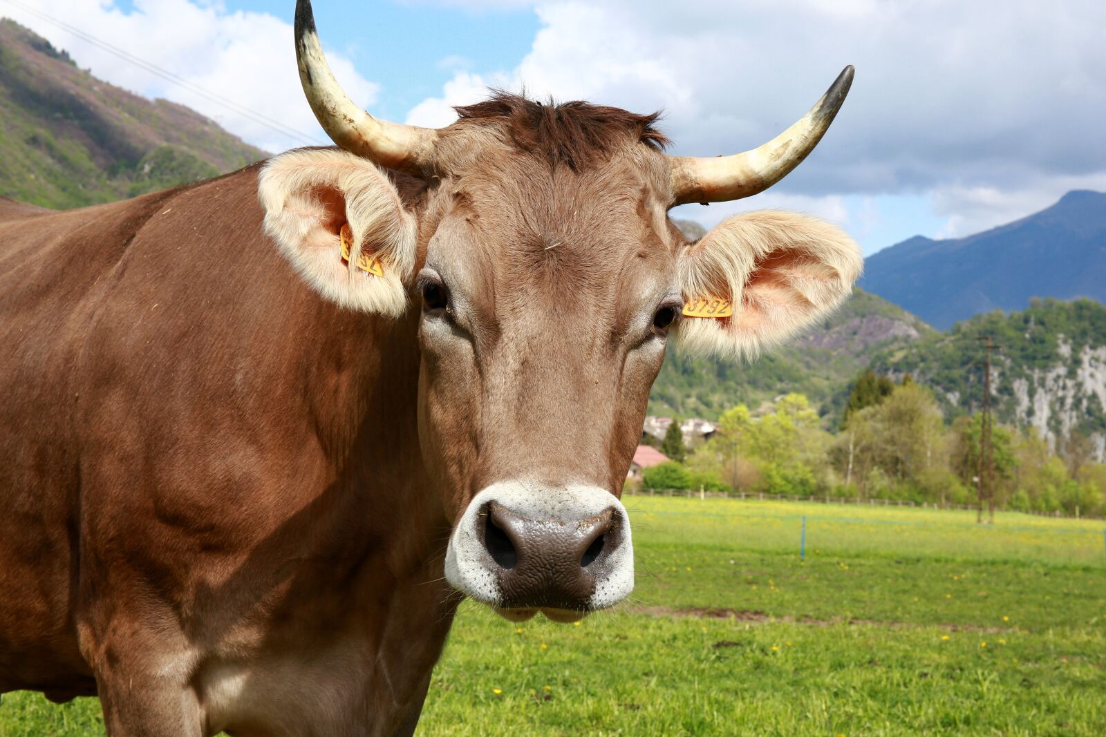Canon EOS 5D Mark III sample photo. Bovino, cow, animals photography