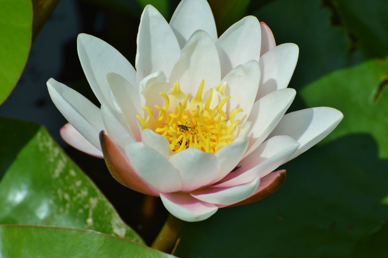 Nikon D3200 sample photo. Water lily, rose, flower photography