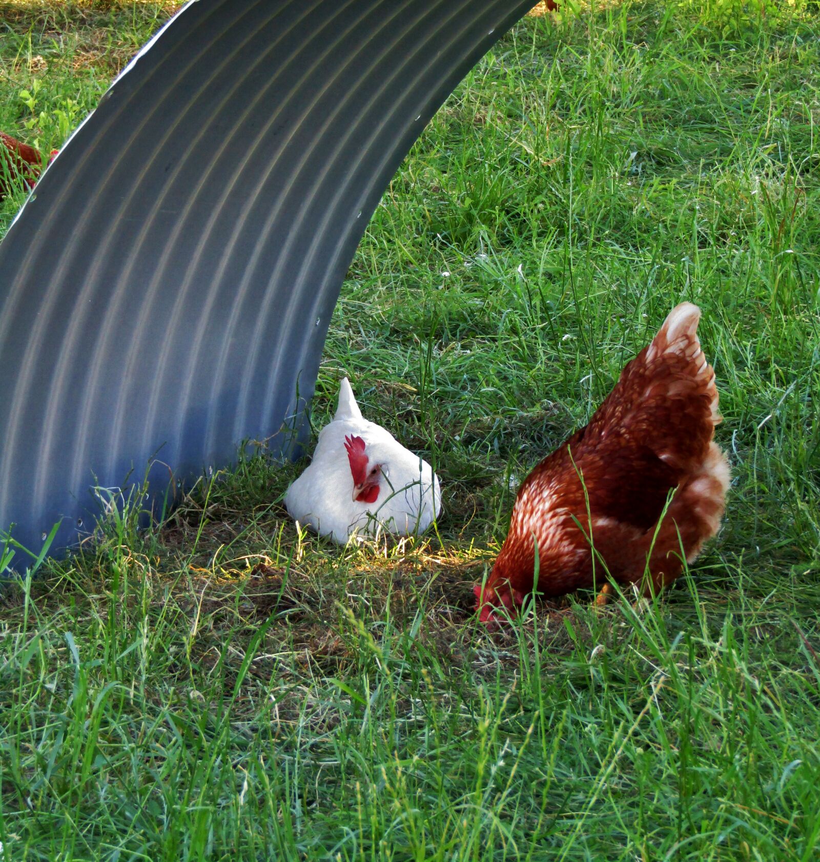 Canon POWERSHOT SX432 IS sample photo. Hen, chicken, rest pause photography