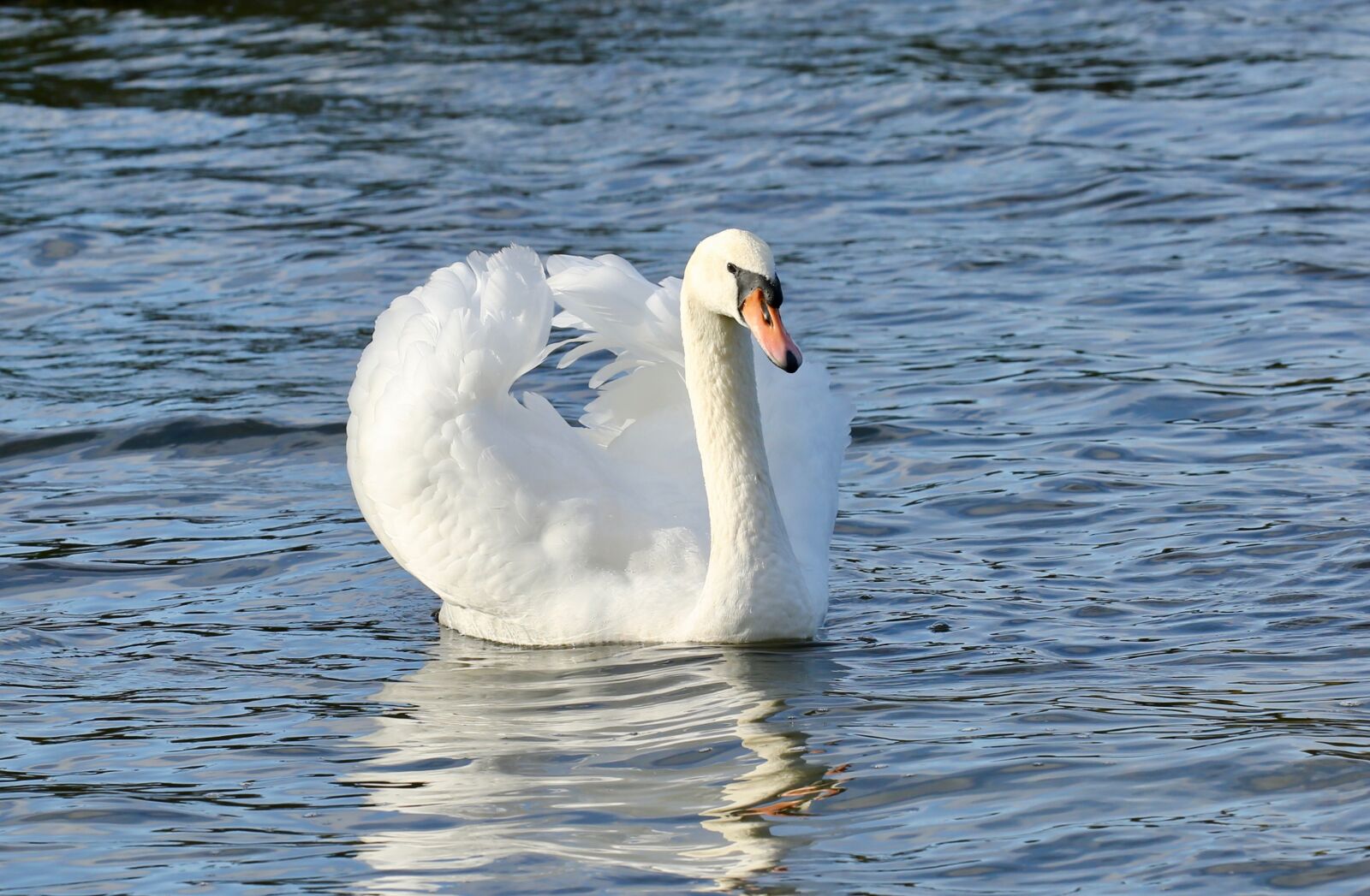Canon EOS 5D Mark III sample photo. Swan, animal, bird photography