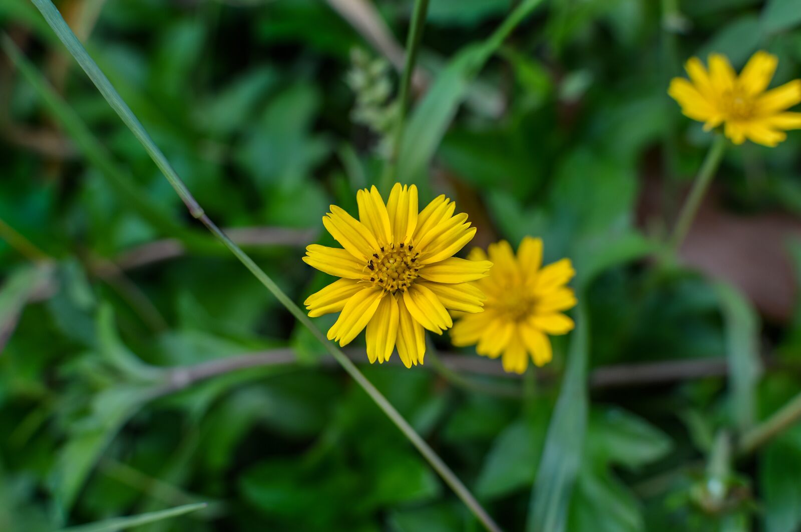Nikon D3200 sample photo. Sphagneticola trilobata, flower, caribbean photography
