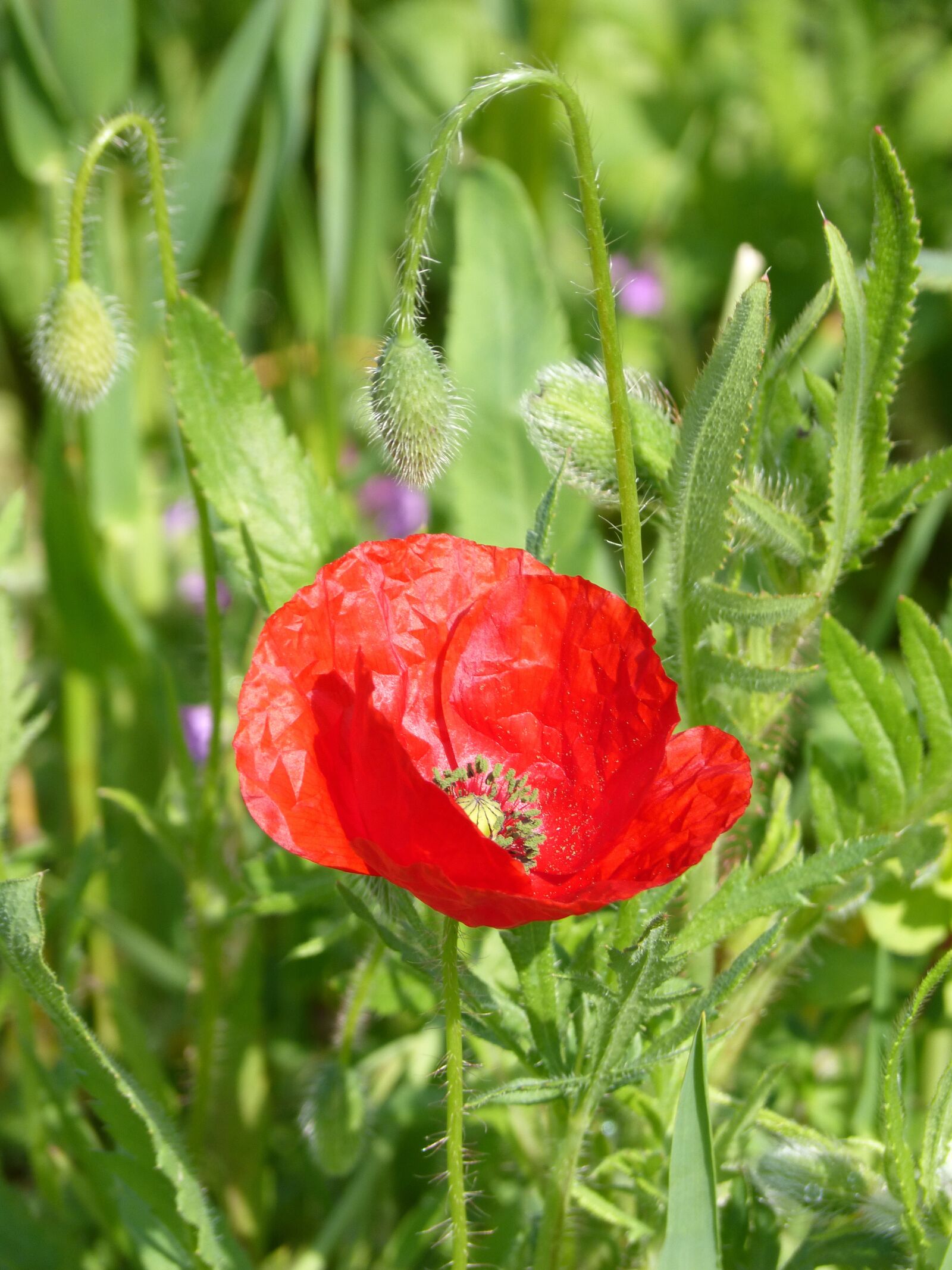 Panasonic DMC-FZ62 sample photo. Poppy, ababol, flower photography