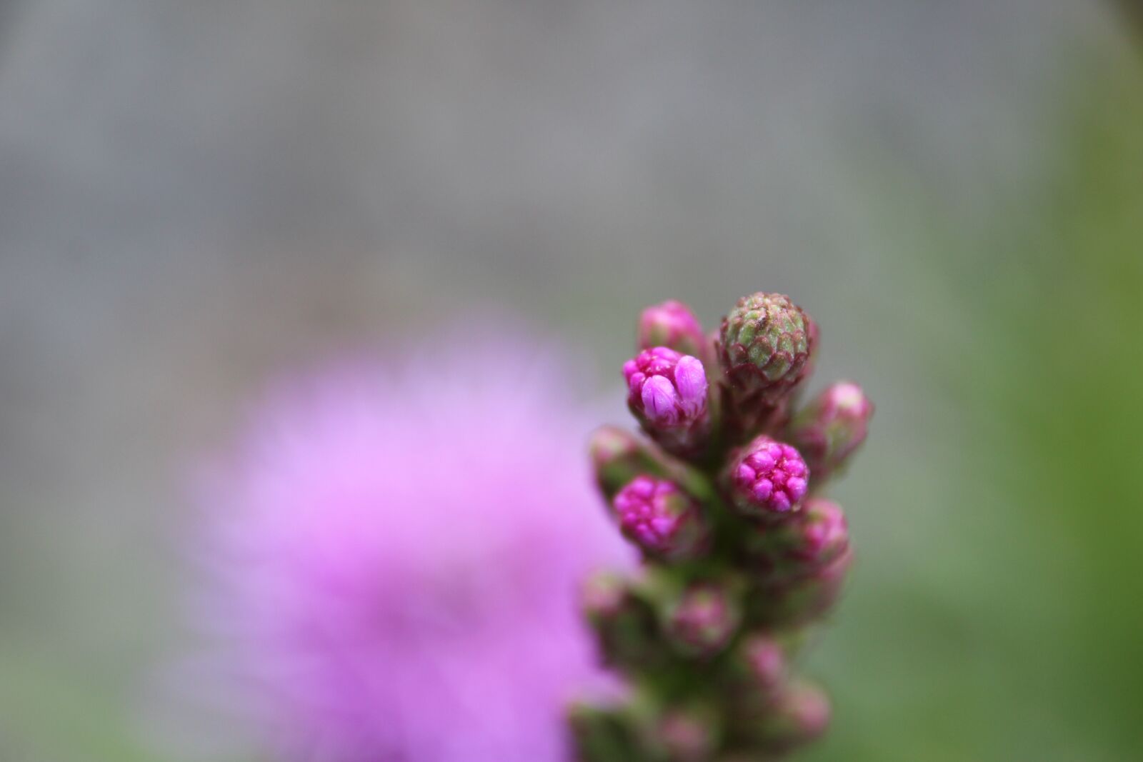 Canon EOS 1200D (EOS Rebel T5 / EOS Kiss X70 / EOS Hi) sample photo. Plant, blossom, bloom photography